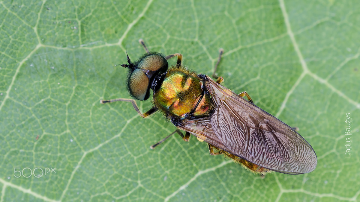 Sigma 150mm F2.8 EX DG OS Macro HSM sample photo. Those lovely eyes... photography