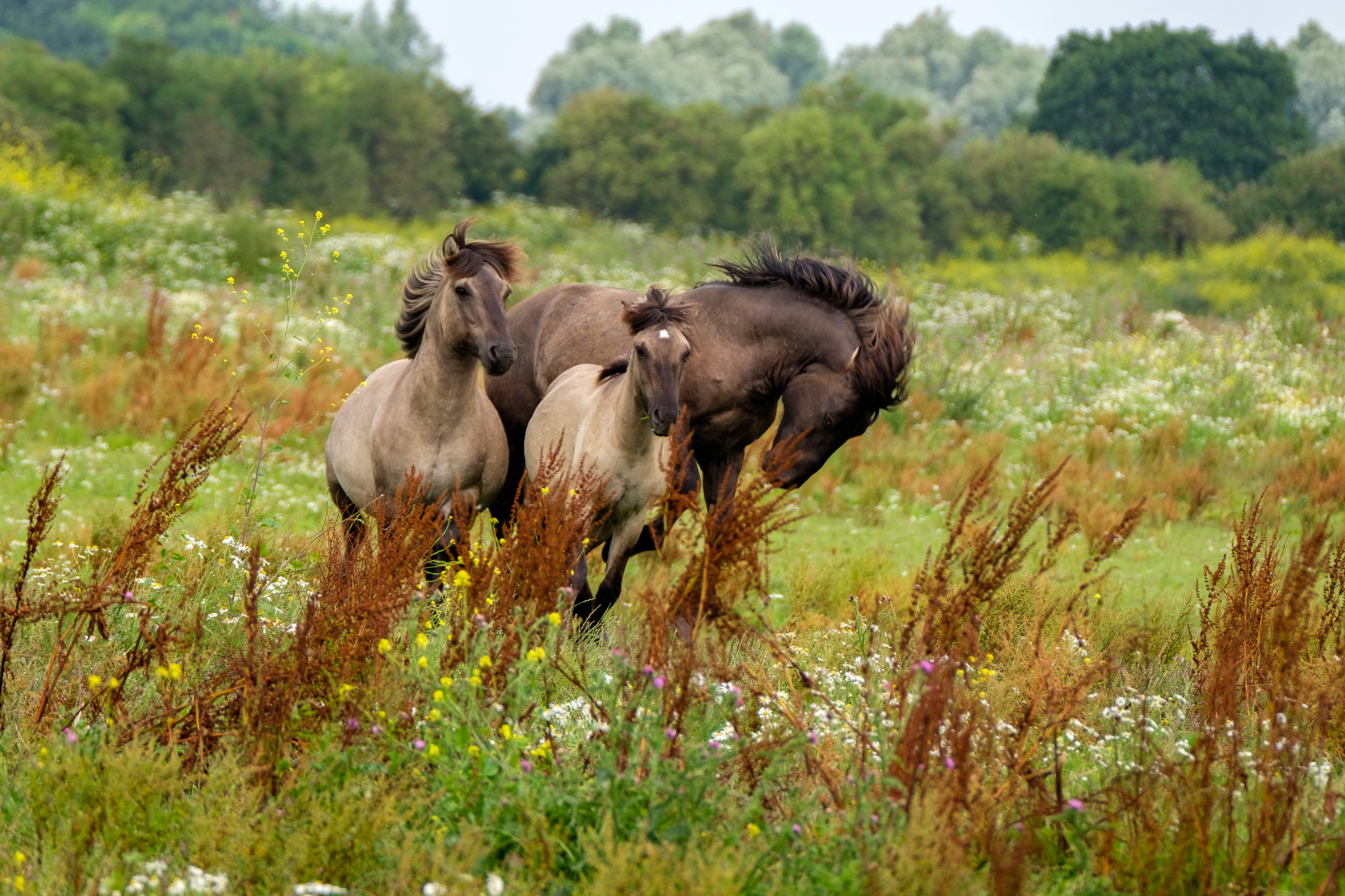 XF100-400mmF4.5-5.6 R LM OIS WR + 1.4x sample photo. Konik horses photography