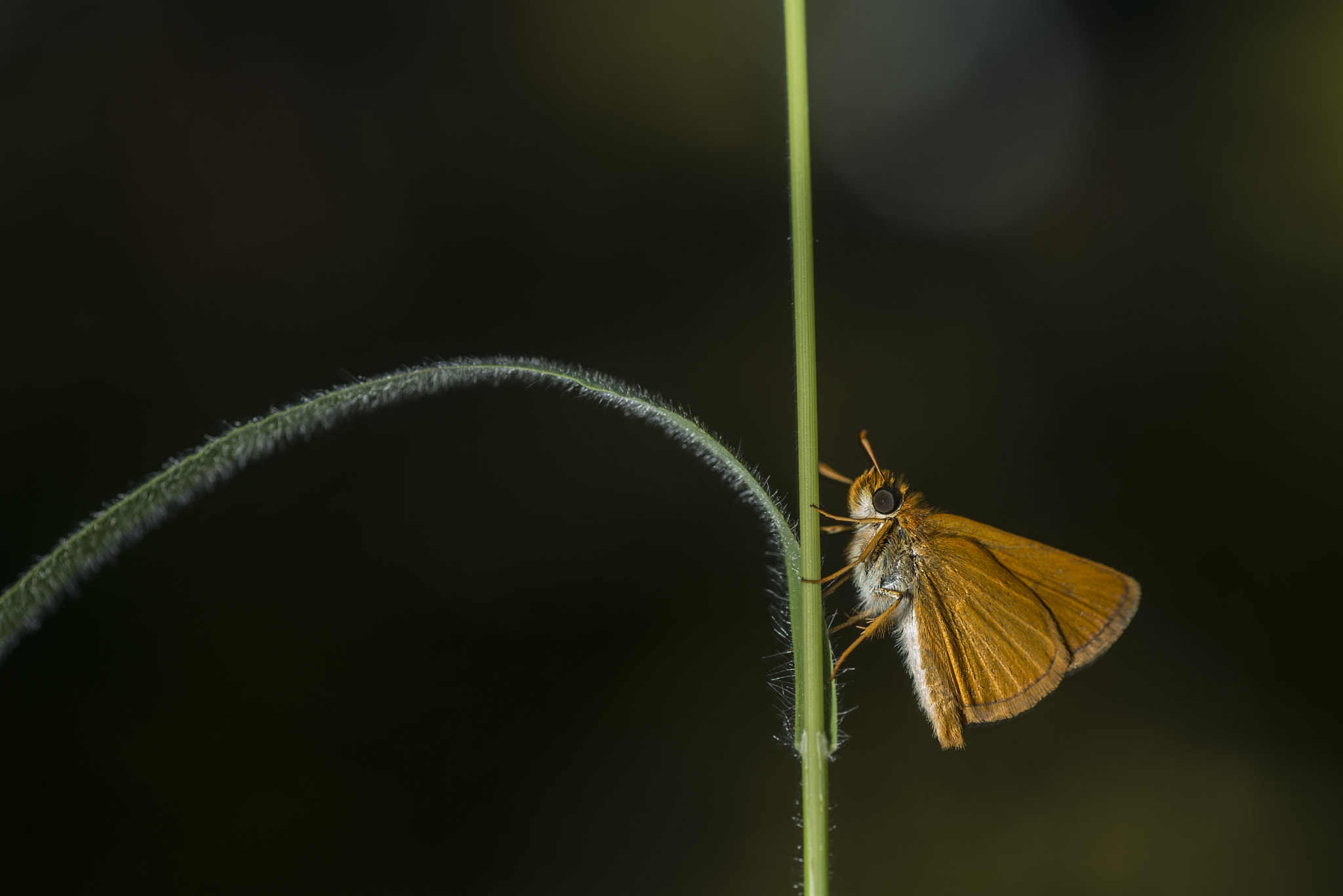 Nikon D800E sample photo. Butterfly photography