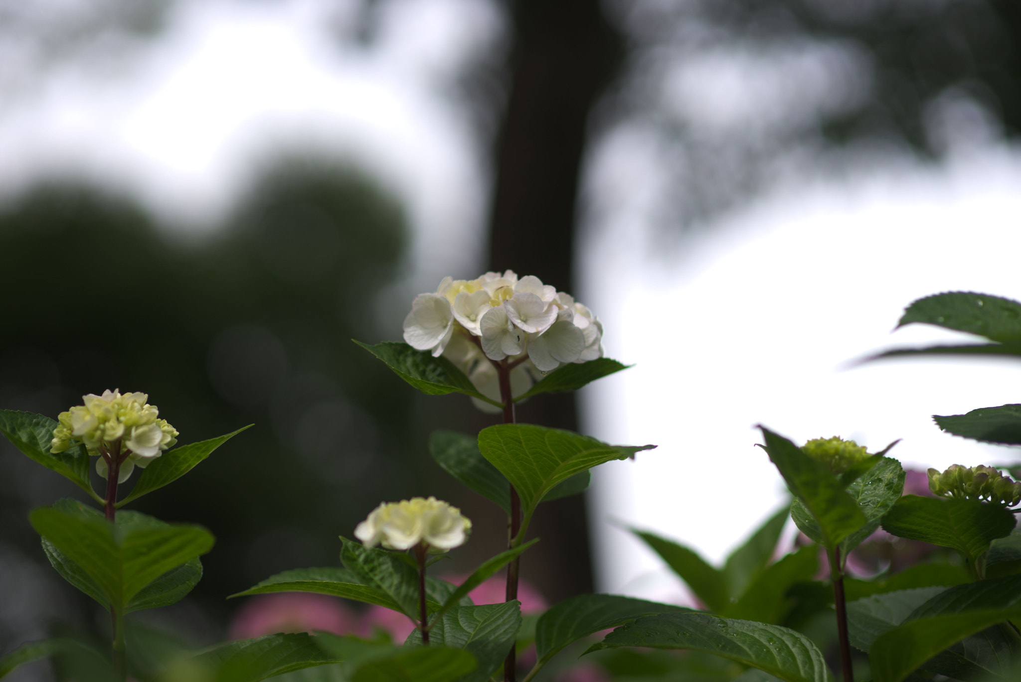 Sony a99 II + Minolta AF 85mm F1.4 G (D) sample photo. Dsc00380.jpg photography