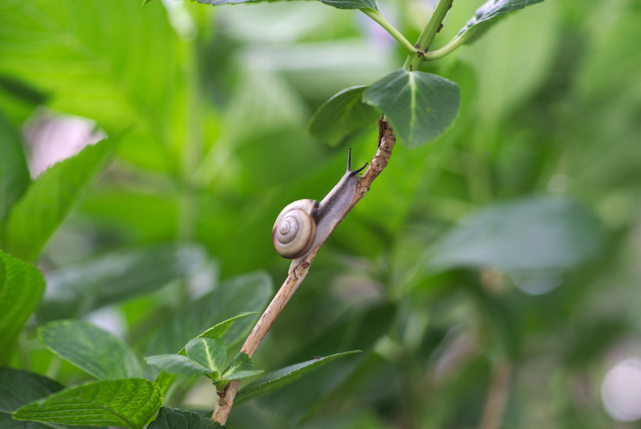 Sony a99 II + Minolta AF 85mm F1.4 G (D) sample photo. Dsc00412.jpg photography