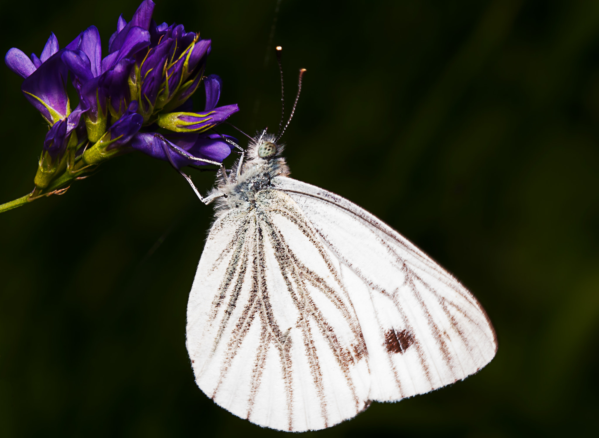 Nikon D300 sample photo. White butterfly photography