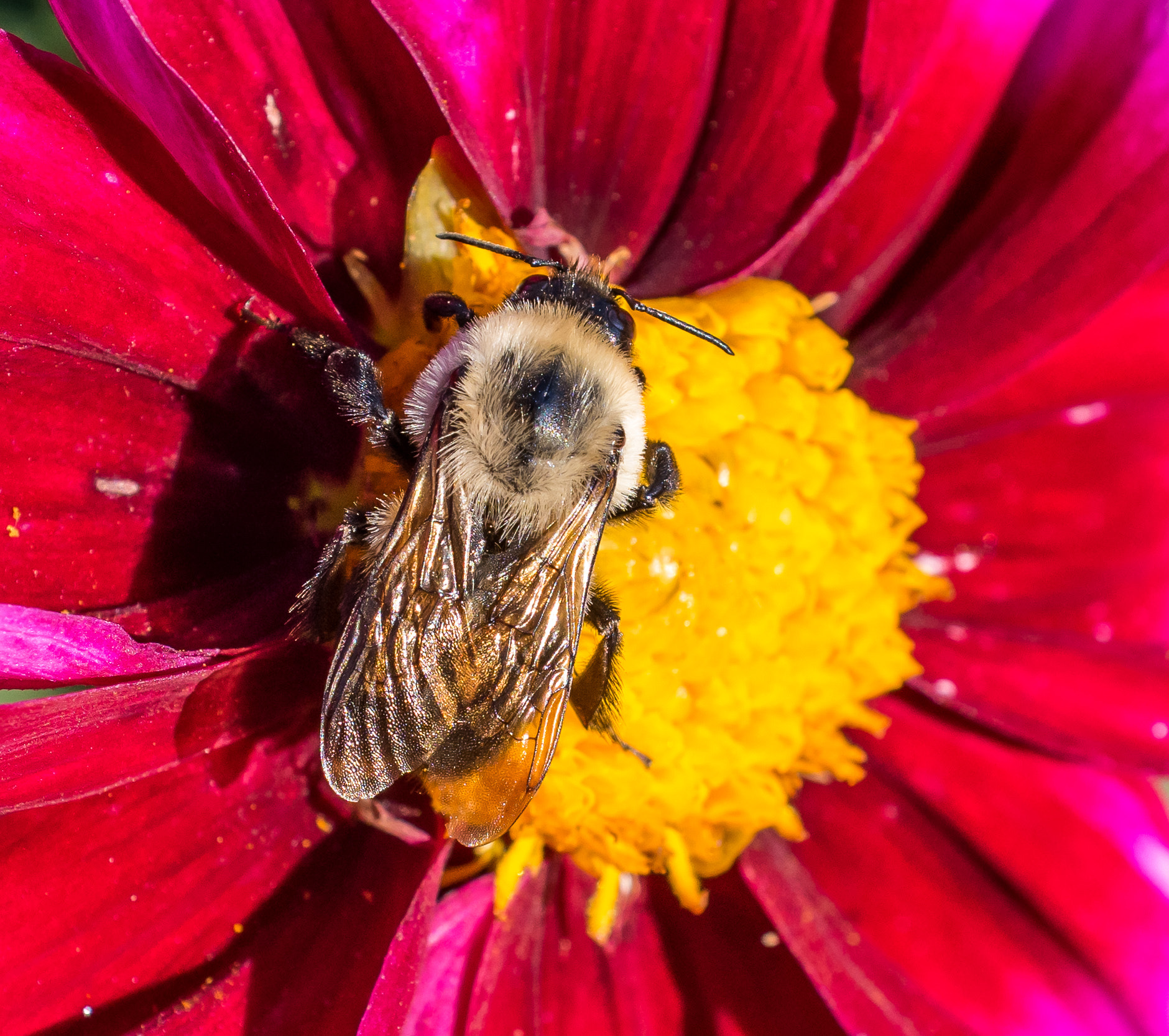 AF Zoom-Nikkor 28-85mm f/3.5-4.5 sample photo. Manual focus had me working hard for this macro. photography
