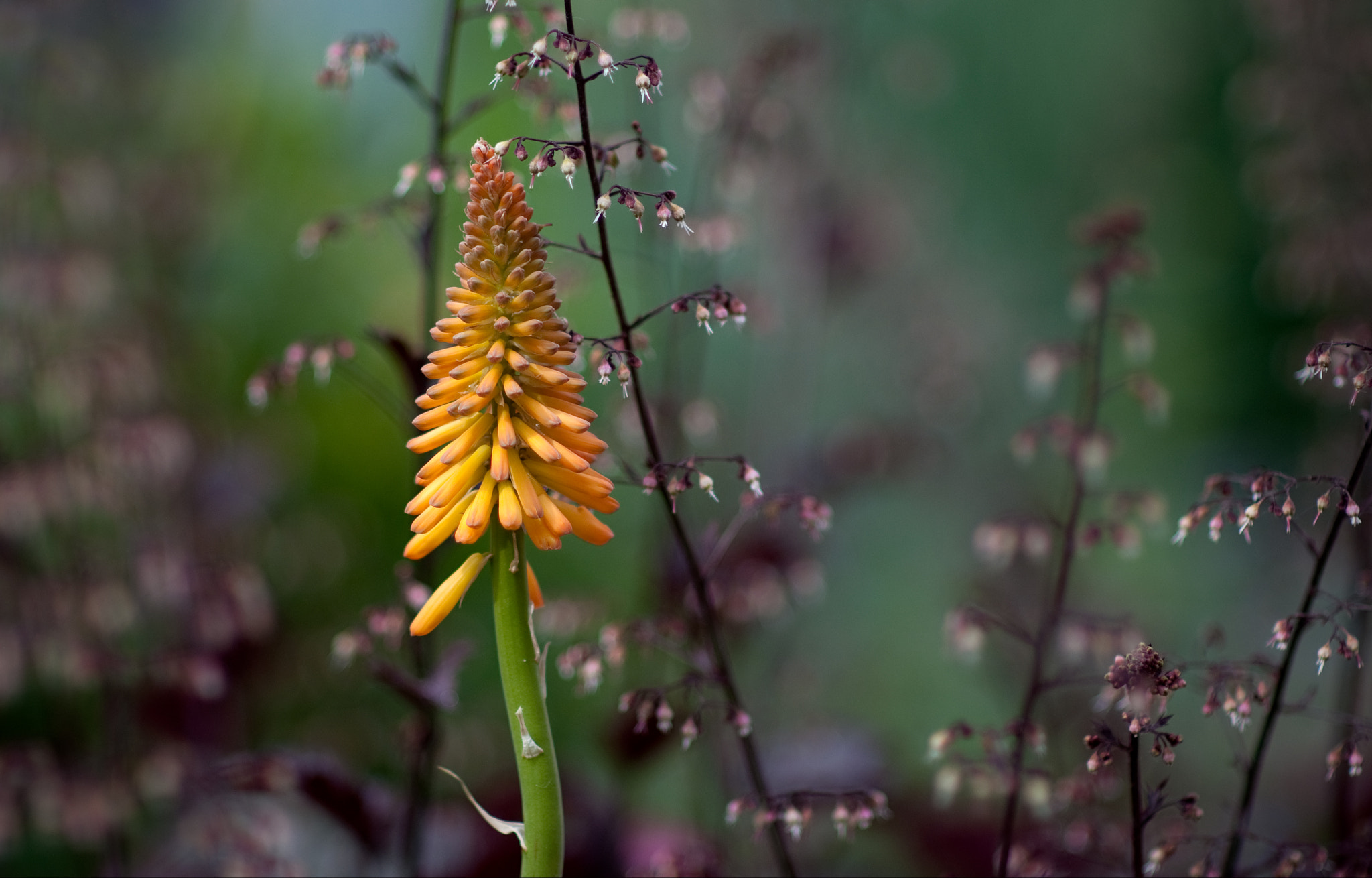 Nikon D300S + Sigma 85mm F1.4 EX DG HSM sample photo. No words photography