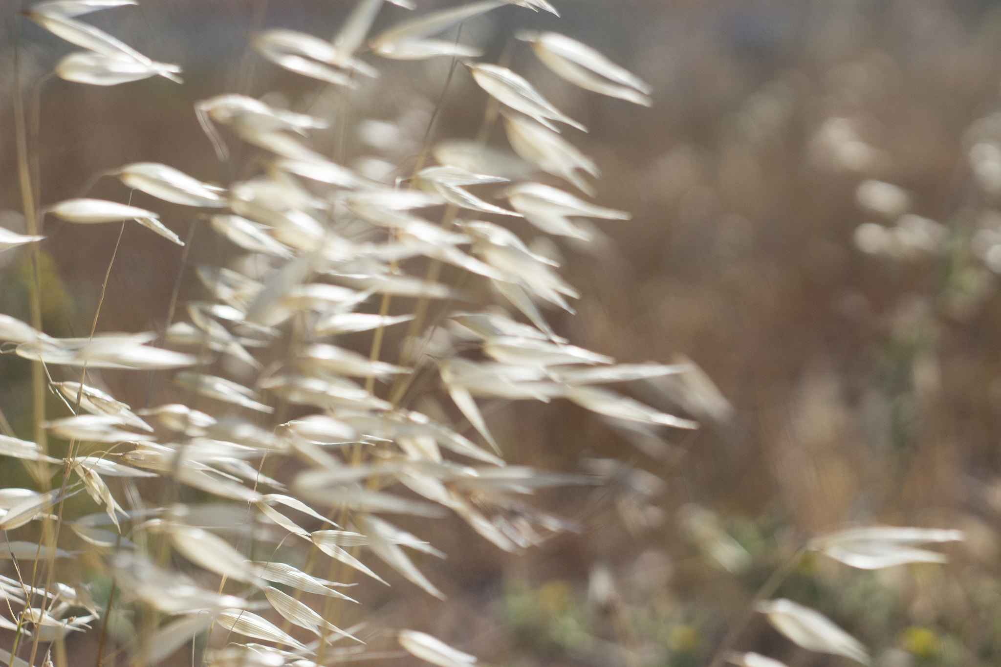 Canon EF 35-80mm f/4-5.6 sample photo. Wheat field in motion photography