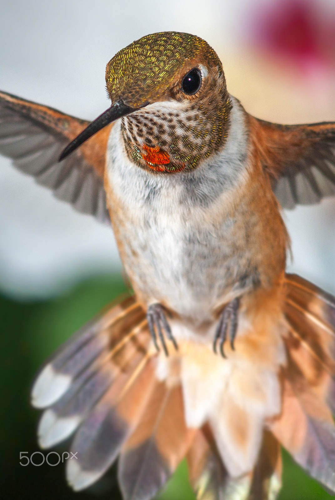 Nikon AF-Nikkor 80-200mm F2.8D ED sample photo. Female rufous photography