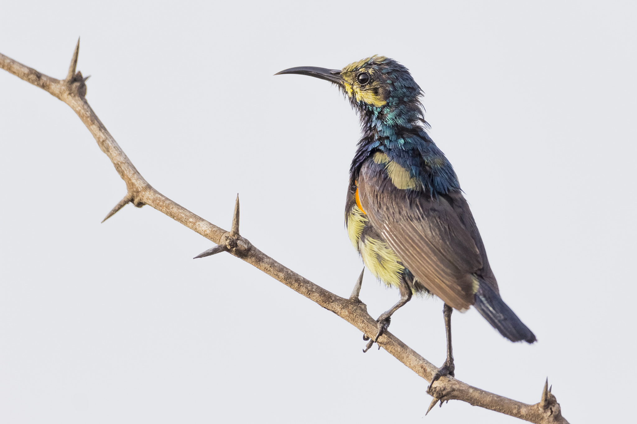 Canon EOS 60D + Sigma 150-600mm F5-6.3 DG OS HSM | C sample photo. Purple sunbird photography