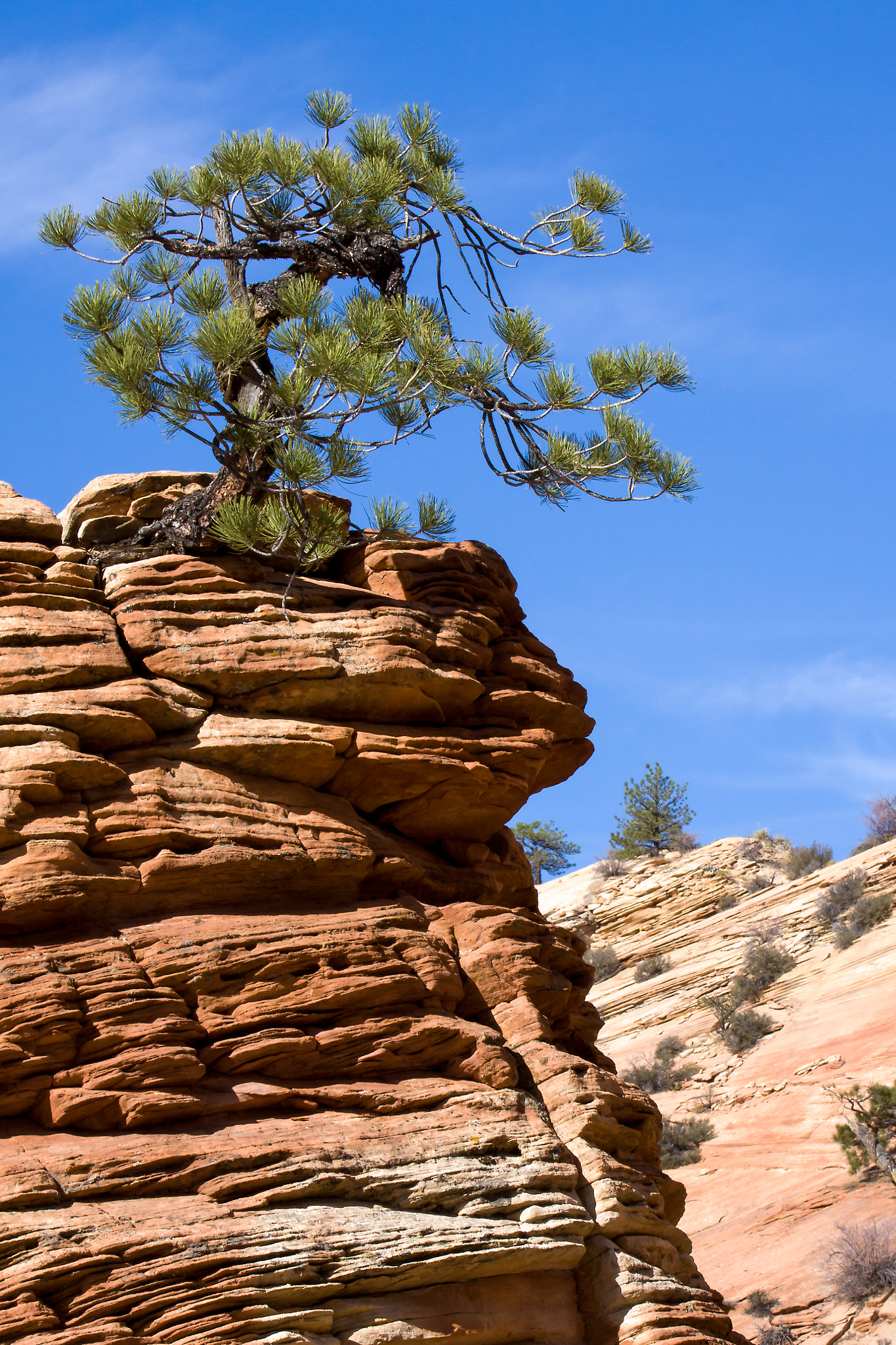 Canon EF 100-400mm F4.5-5.6L IS USM sample photo. Stunted tree on a rocky outcrop photography