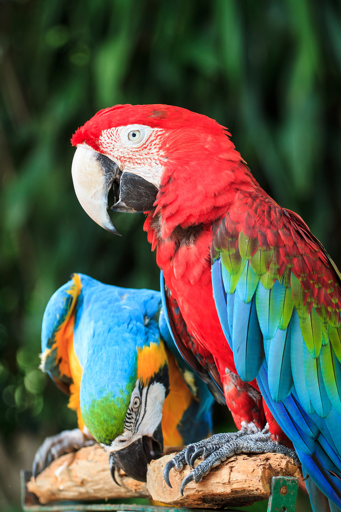 Canon EOS 500D (EOS Rebel T1i / EOS Kiss X3) + Canon EF 70-200mm F4L USM sample photo. Colorful  macaw sitting on branch photography