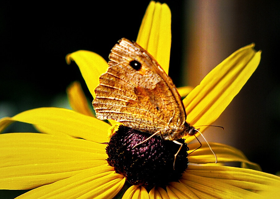 Olympus PEN E-PL7 + Olympus M.Zuiko Digital 45mm F1.8 sample photo. Butterfly sunflower photography