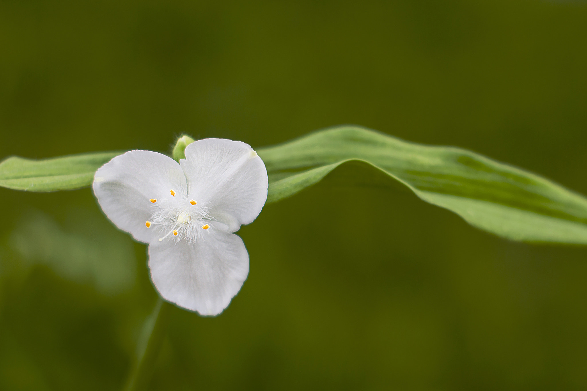 Nikon D60 + Nikon AF-S Nikkor 50mm F1.4G sample photo. Dsc_2462-1.jpg photography