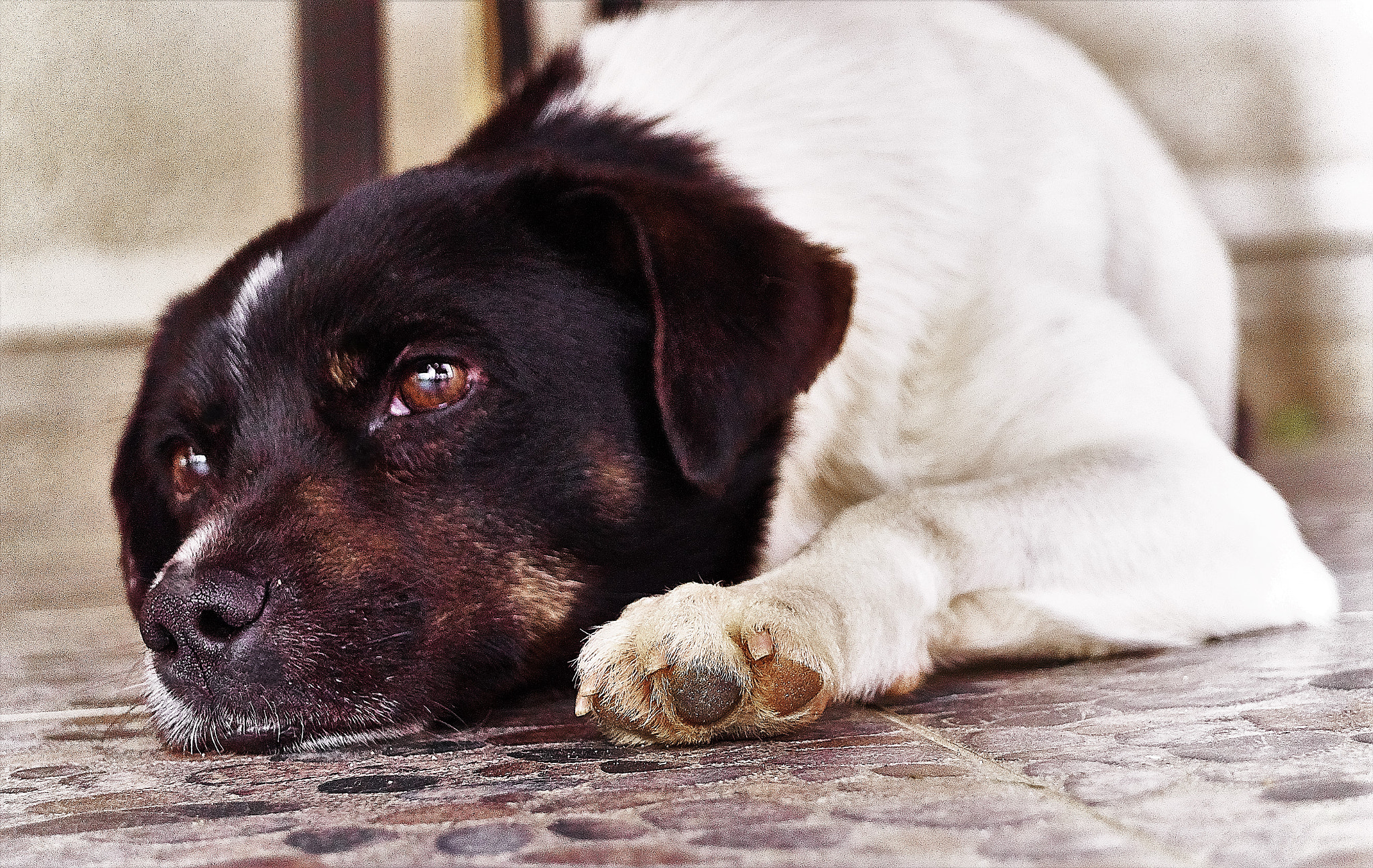 Sony SLT-A68 + Sony DT 18-55mm F3.5-5.6 SAM sample photo. Siesta photography