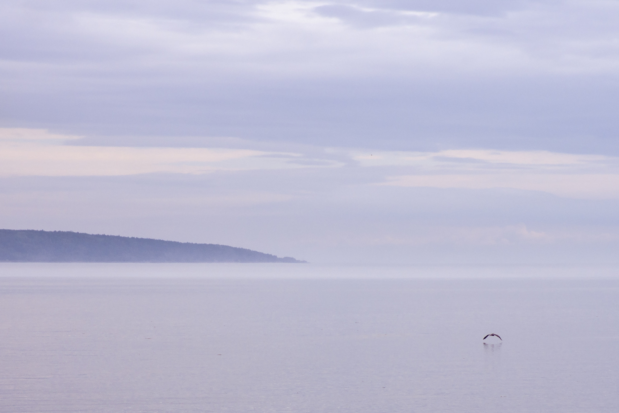 Minolta/Sony AF 24-105mm F3.5-4.5 (D) sample photo. Cormorant above the st-laurent photography