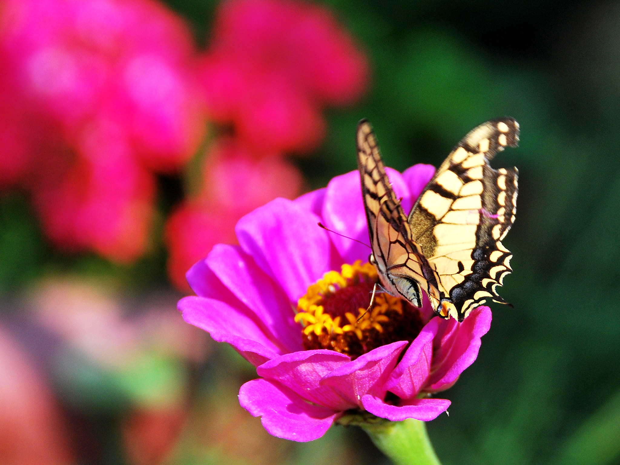 Nikon D60 sample photo. Butterfly garden photography