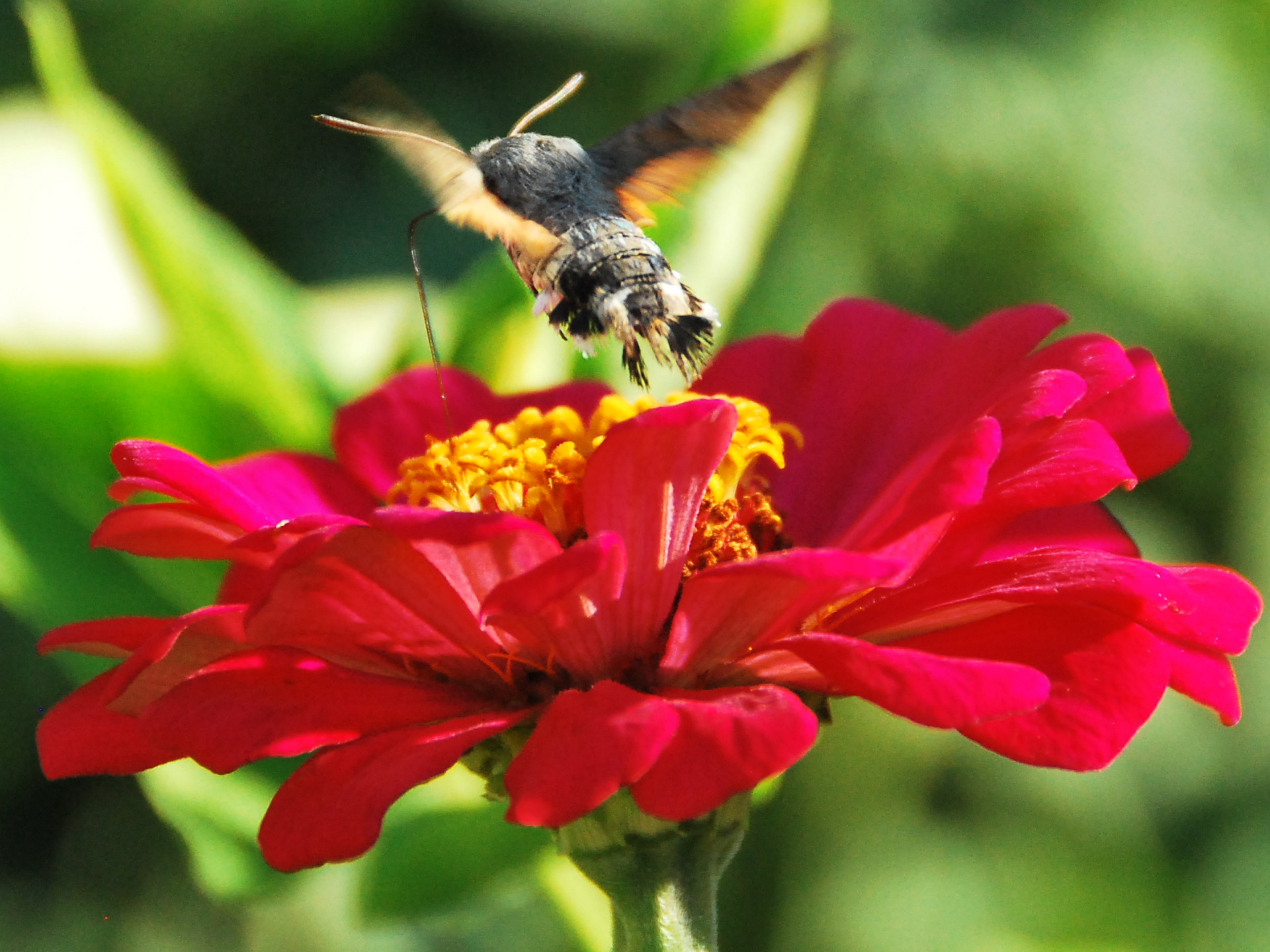 Nikon D60 sample photo. Pollen collector photography