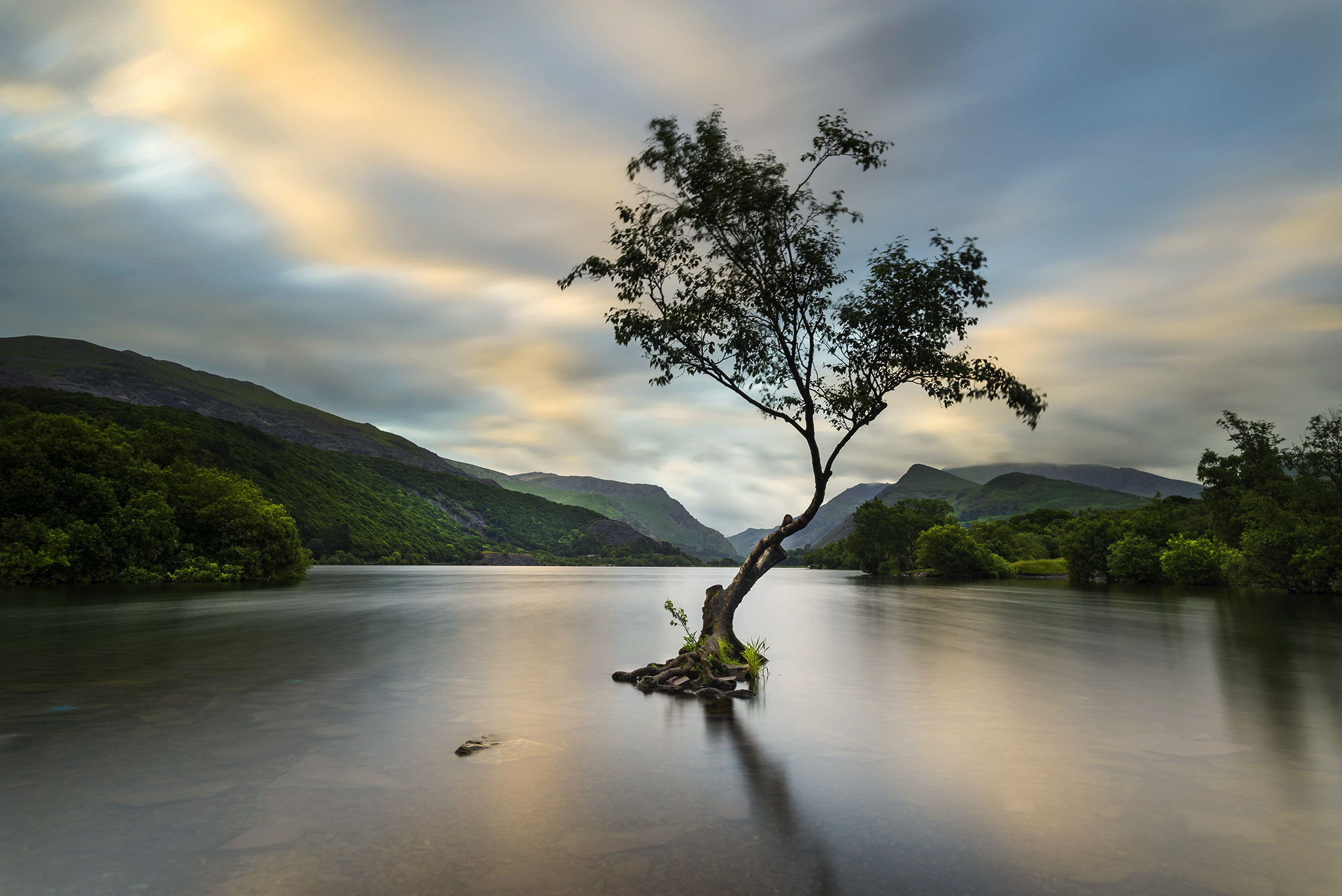 E 20mm F1.4 sample photo. Llyn padarn tree - llanberis - north wales photography