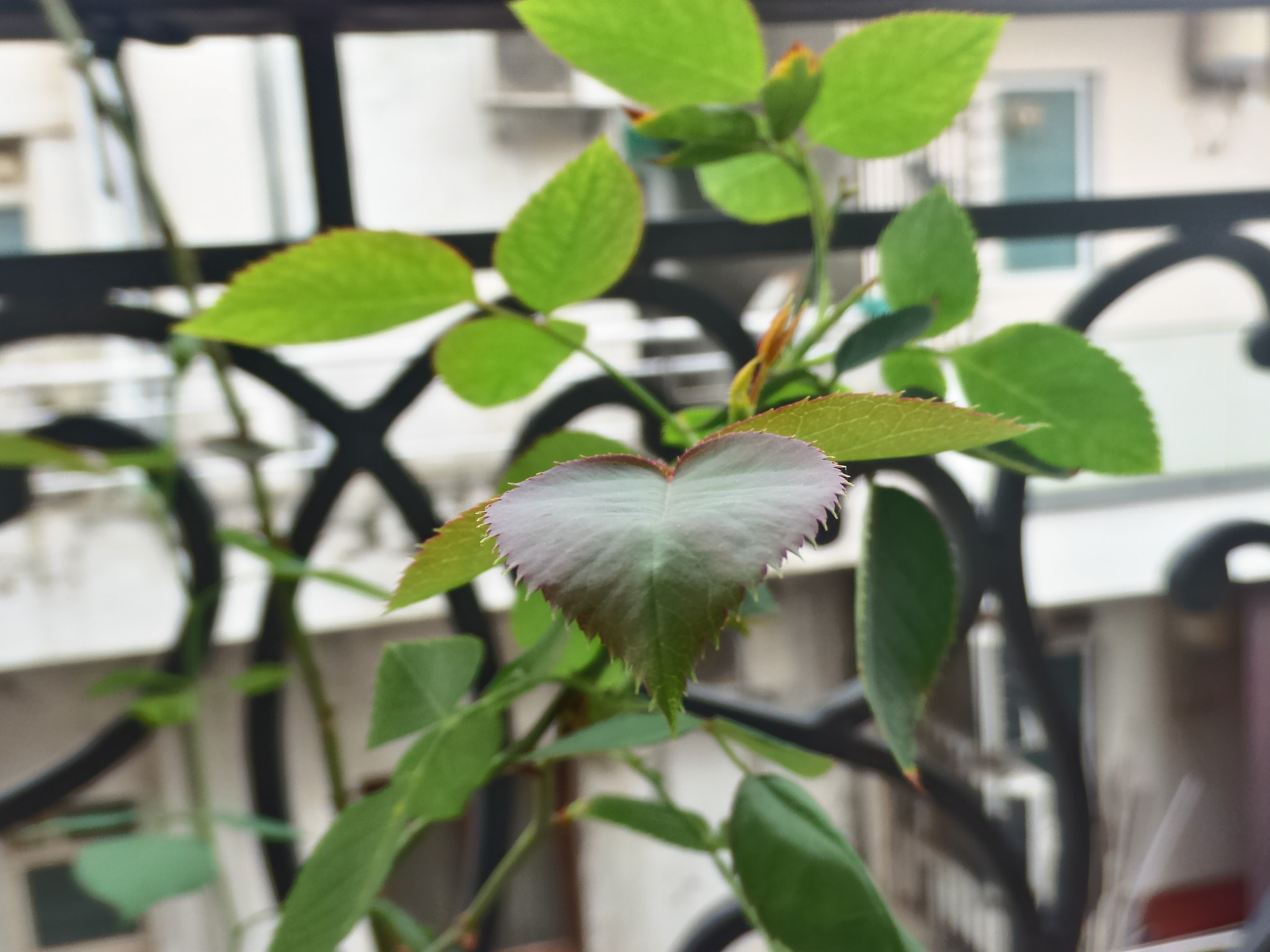 ASUS Z00XS sample photo