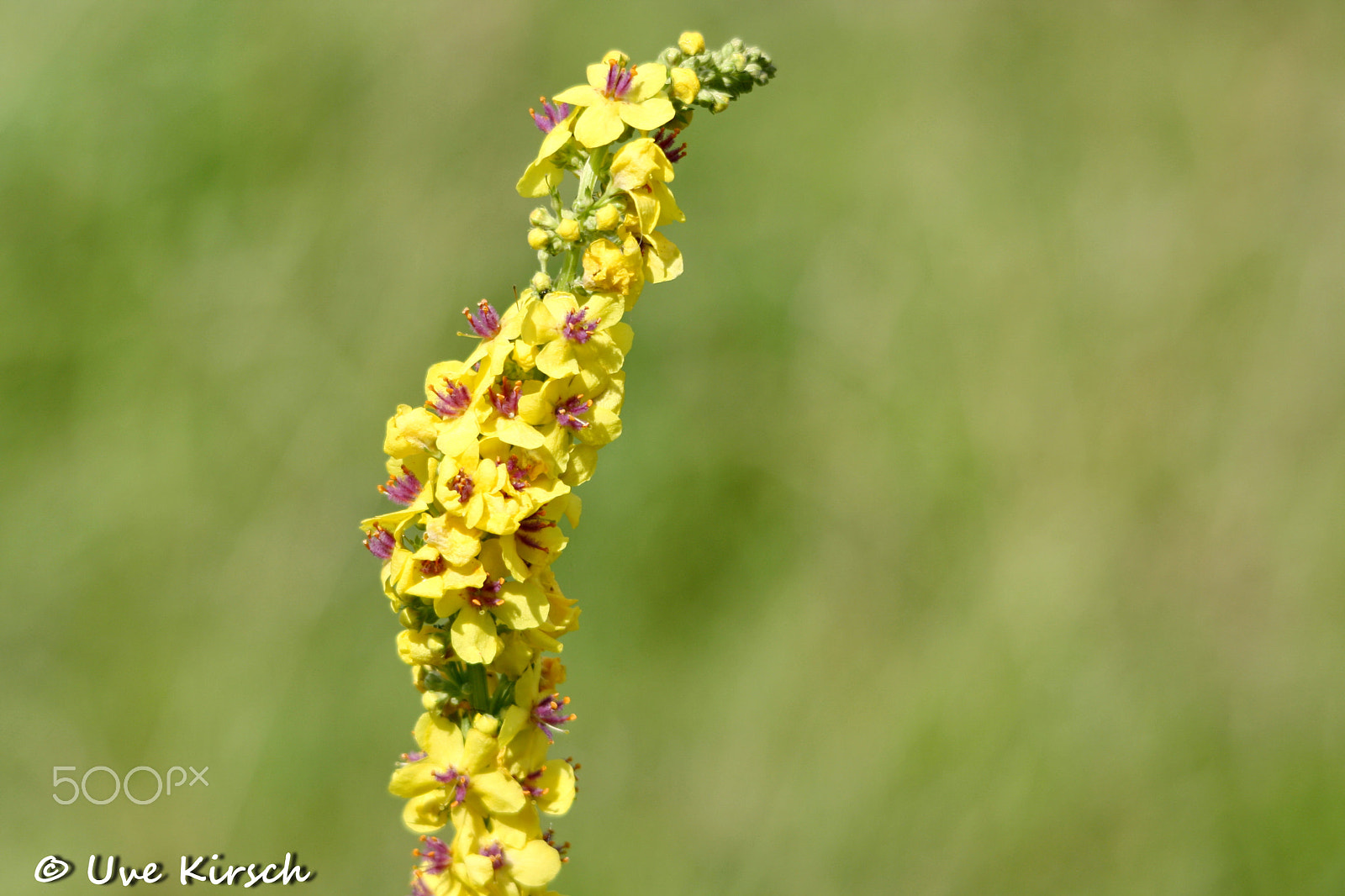 Sigma 150-500mm F5-6.3 DG OS HSM sample photo. Yellow meadow flower photography