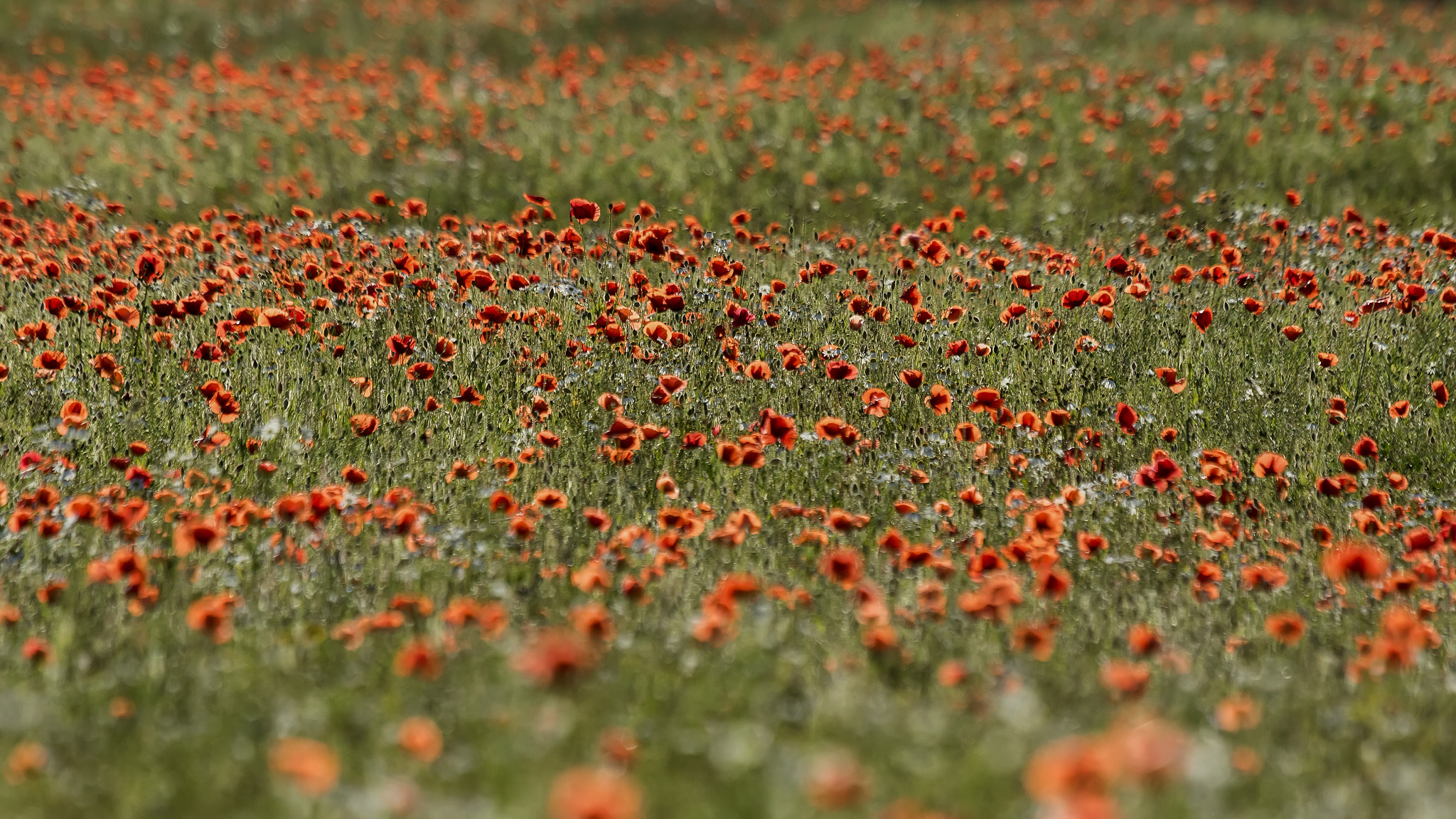 Canon EOS 7D Mark II + Canon EF 100-400mm F4.5-5.6L IS USM sample photo. Summer photography