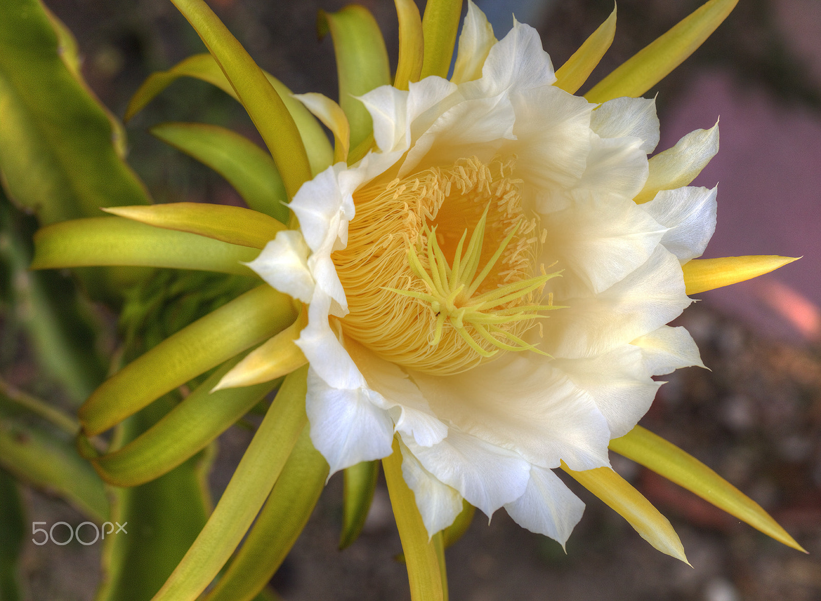 Canon EOS 5DS + Canon EF 100mm F2.8L Macro IS USM sample photo. Blooming flower of dragon fruit photography