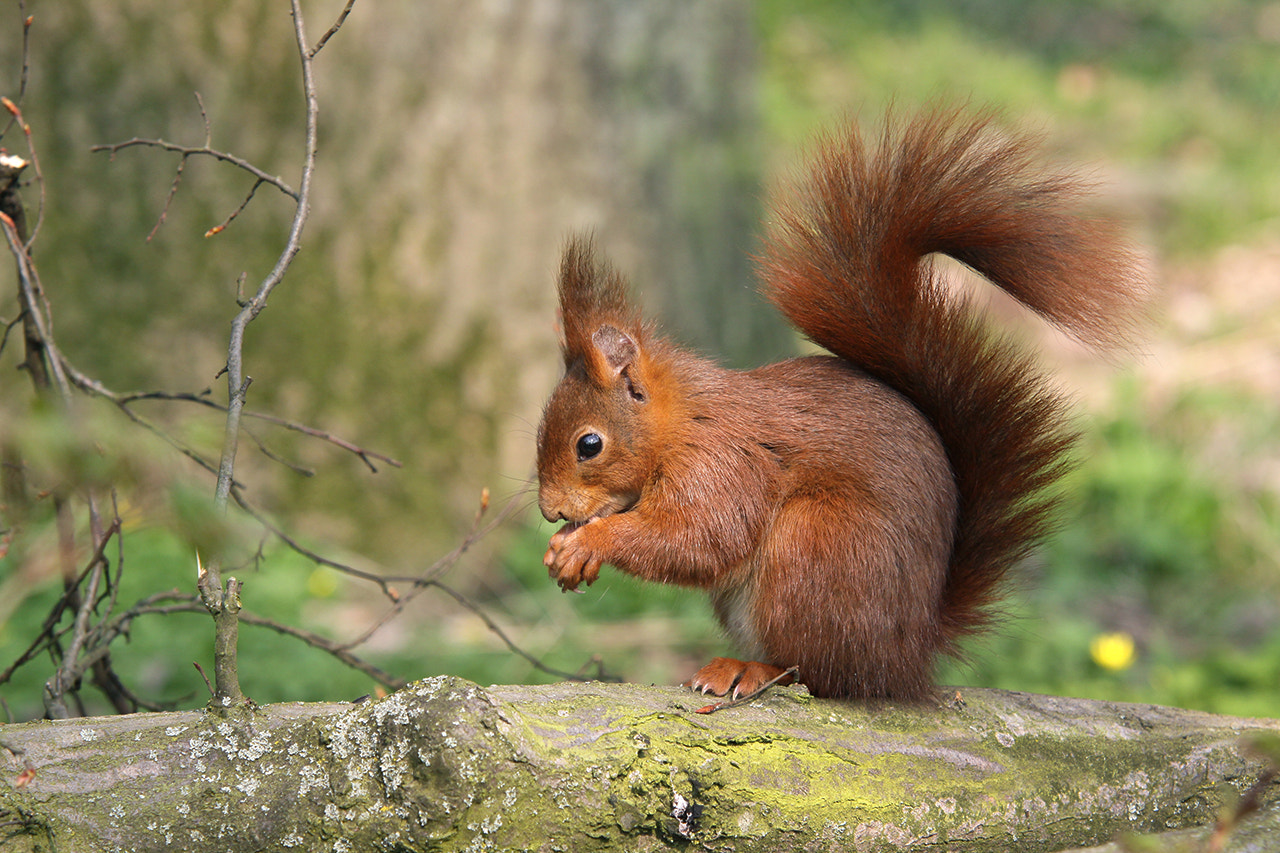 Sigma 70-200mm F2.8 EX DG OS HSM sample photo. Red squirrel, écureuil photography