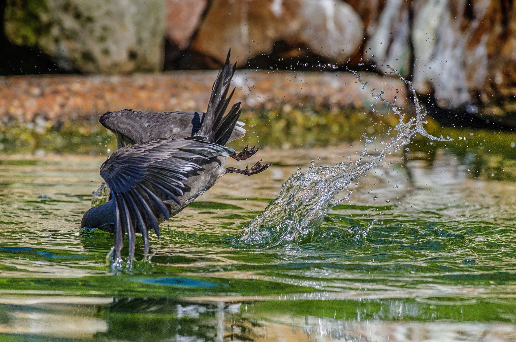 Pentax smc DA* 300mm F4.0 ED (IF) SDM sample photo. Headfirst photography