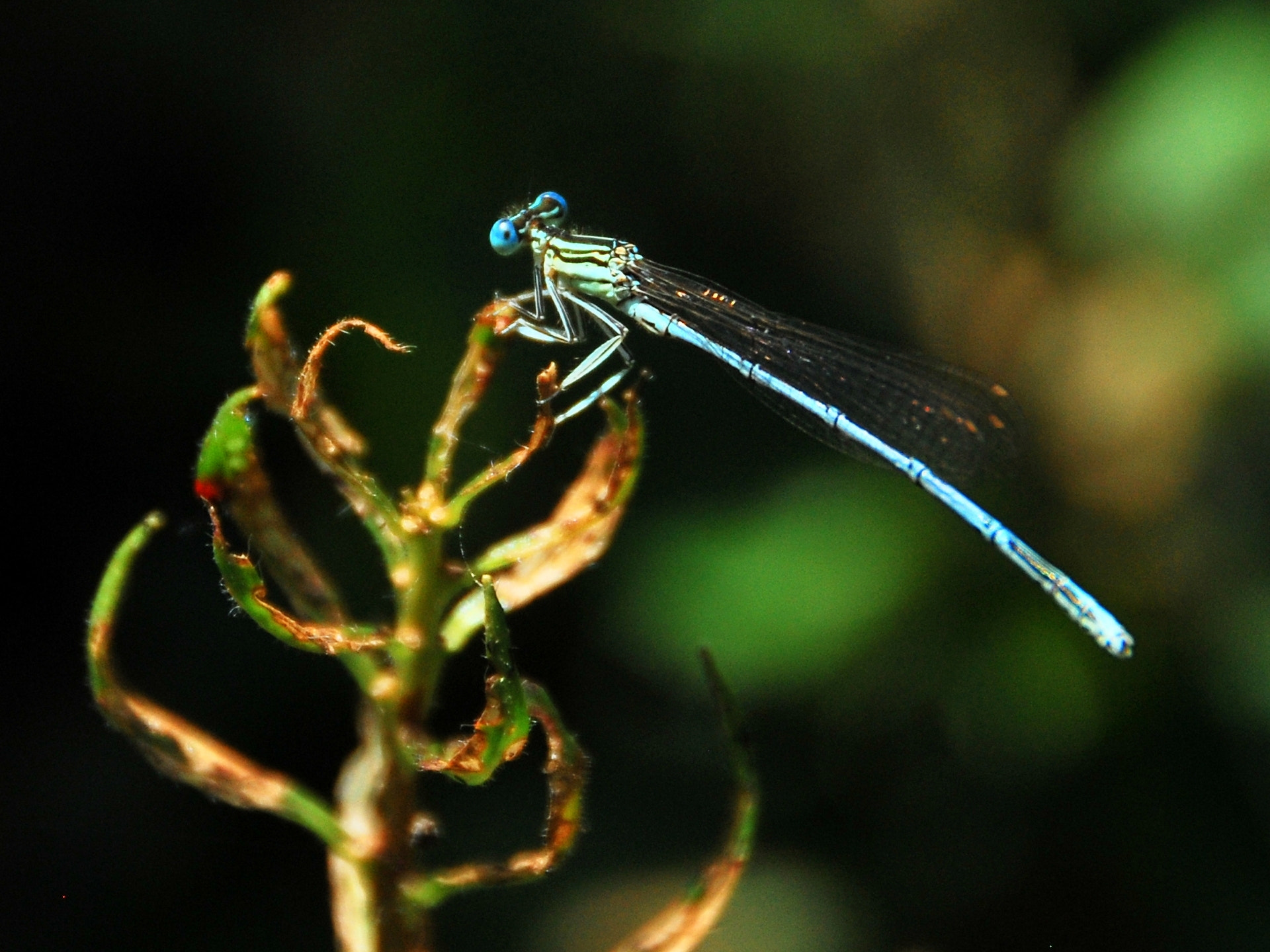 Nikon D60 sample photo. Dragonfly photography