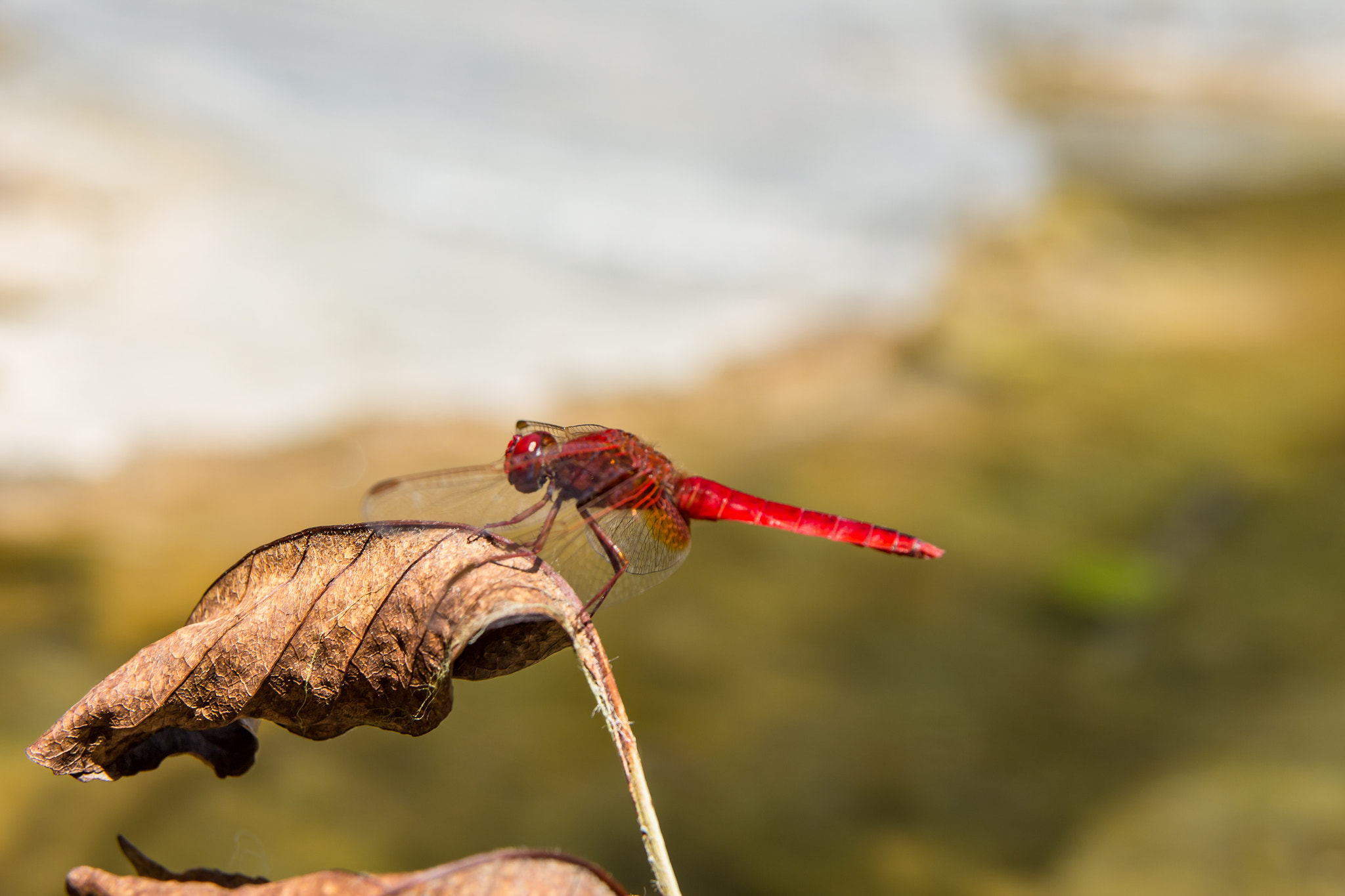 Sigma 17-70mm F2.8-4 DC Macro OS HSM sample photo. Resting dragon photography
