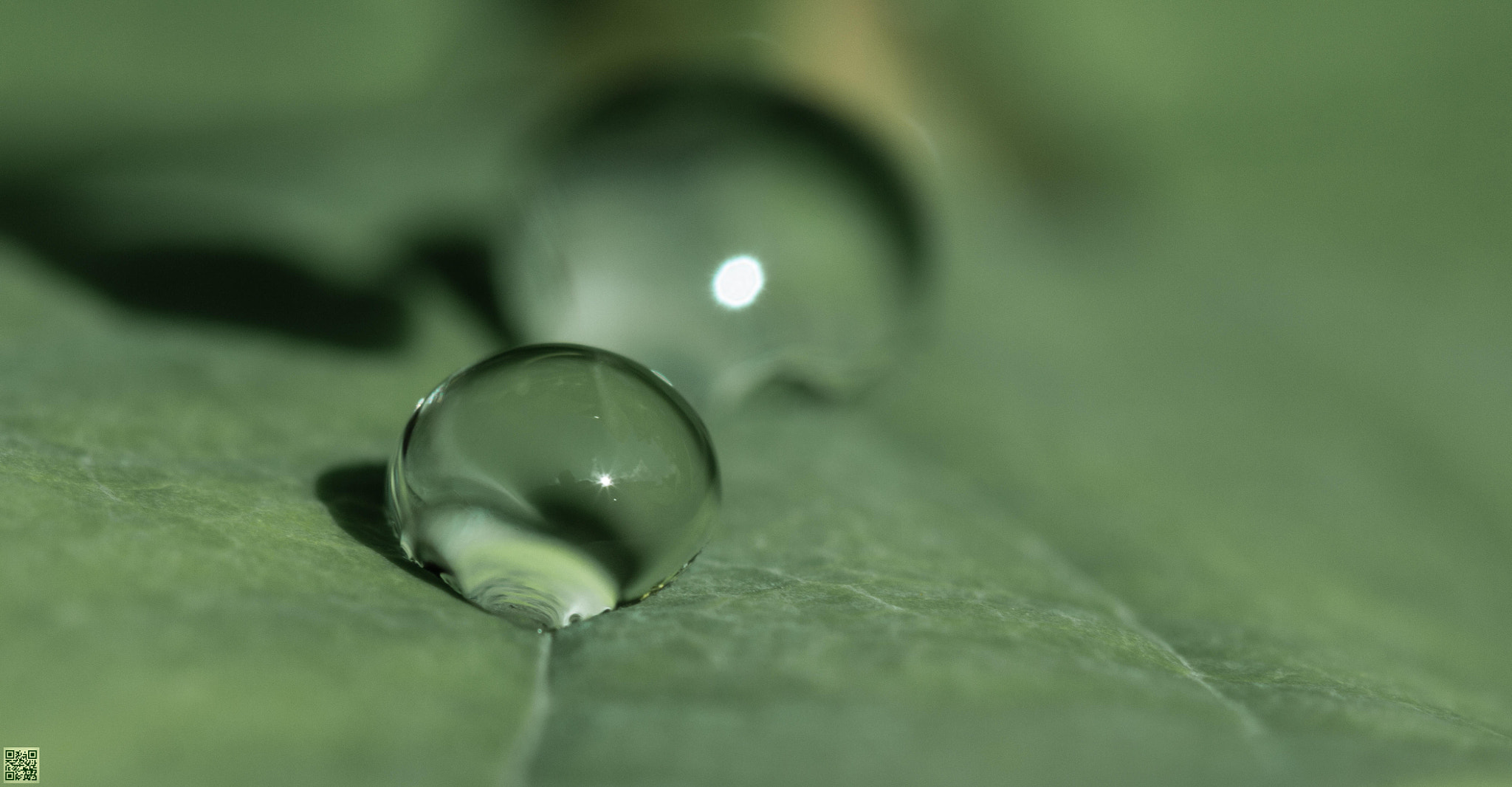Canon EF 100mm F2.8 Macro USM sample photo. Raindrops on leaf photography