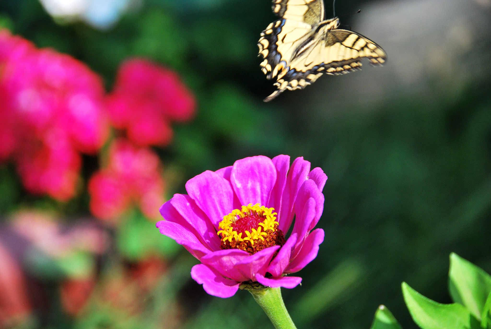 Nikon D60 sample photo. Fly away photography