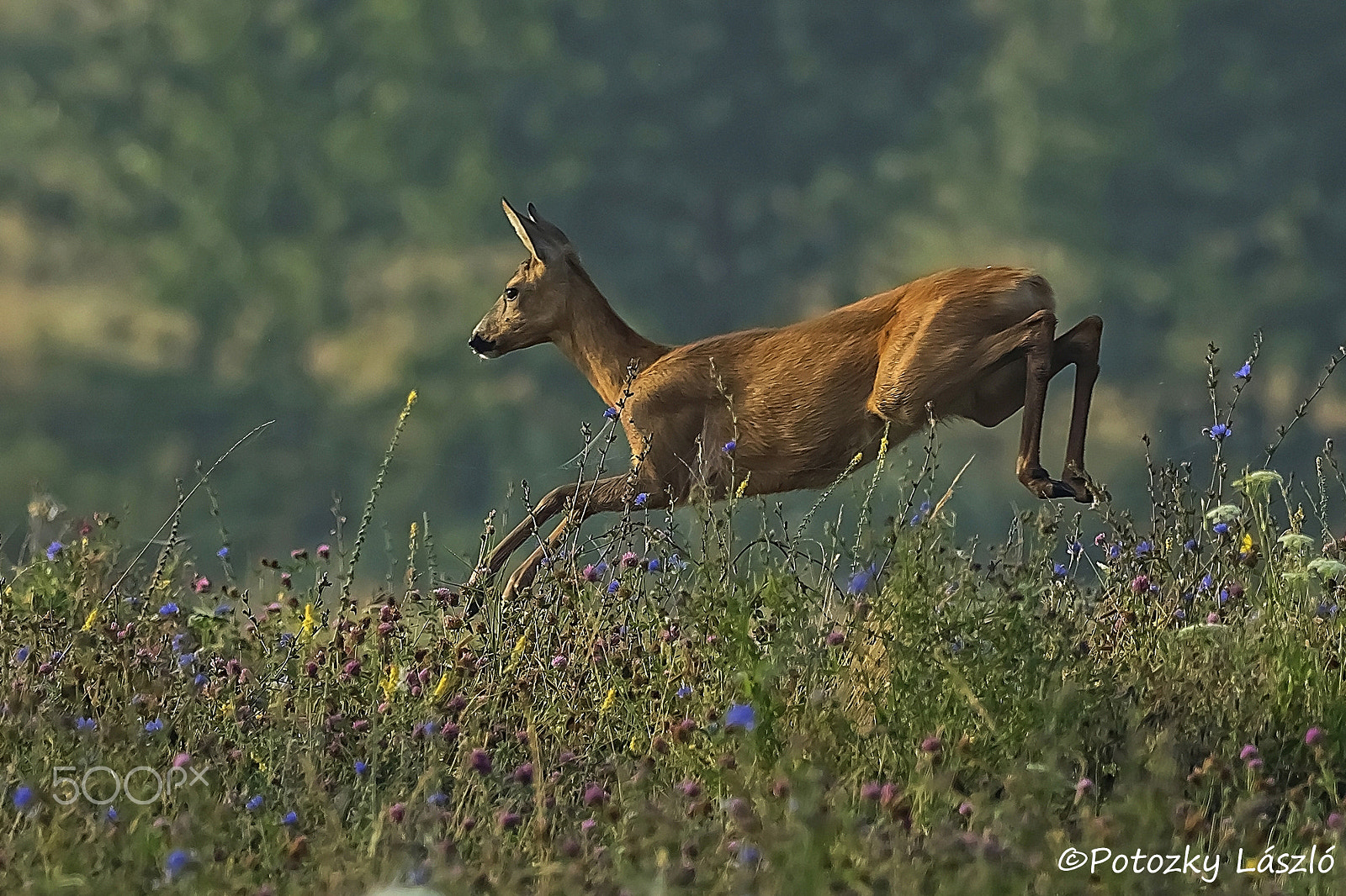 Olympus OM-D E-M1 + OLYMPUS M.300mm F4.0 sample photo. The jump photography