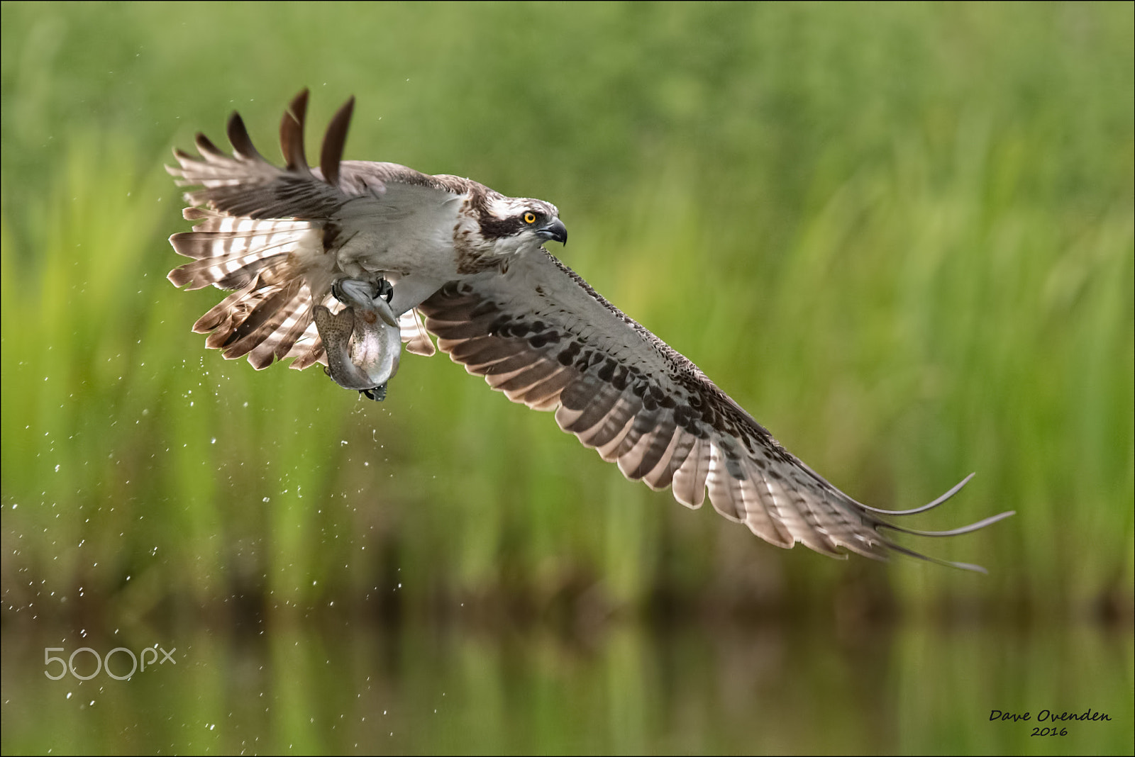 Canon EF 300mm F2.8L IS II USM sample photo. Osprey photography