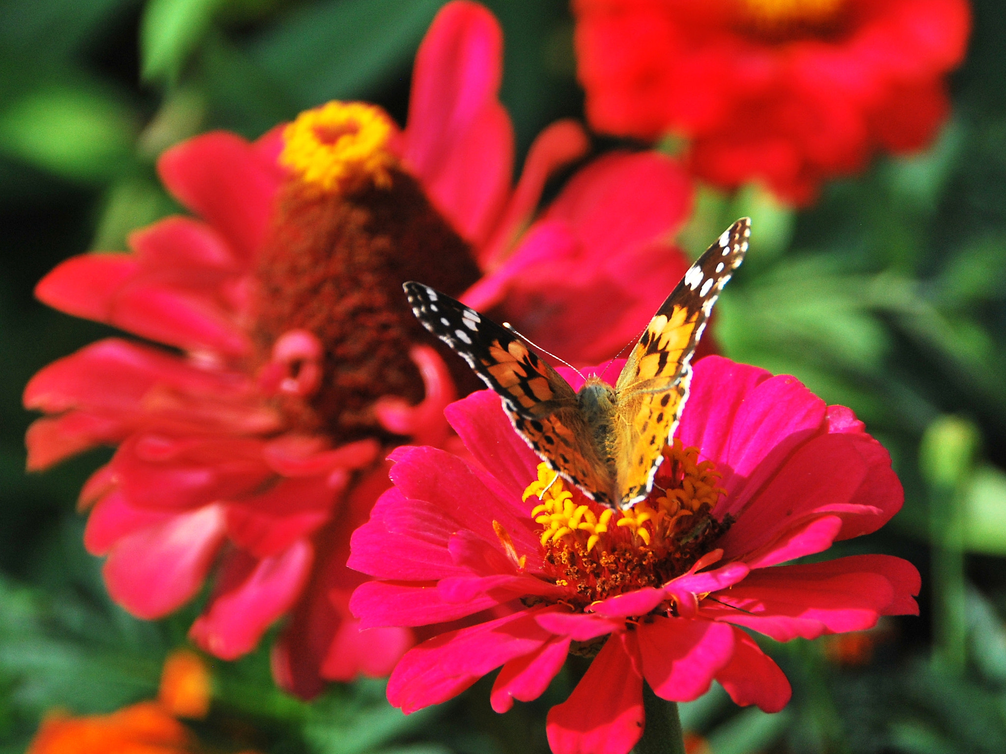 Nikon D60 sample photo. Colorful butterfly photography