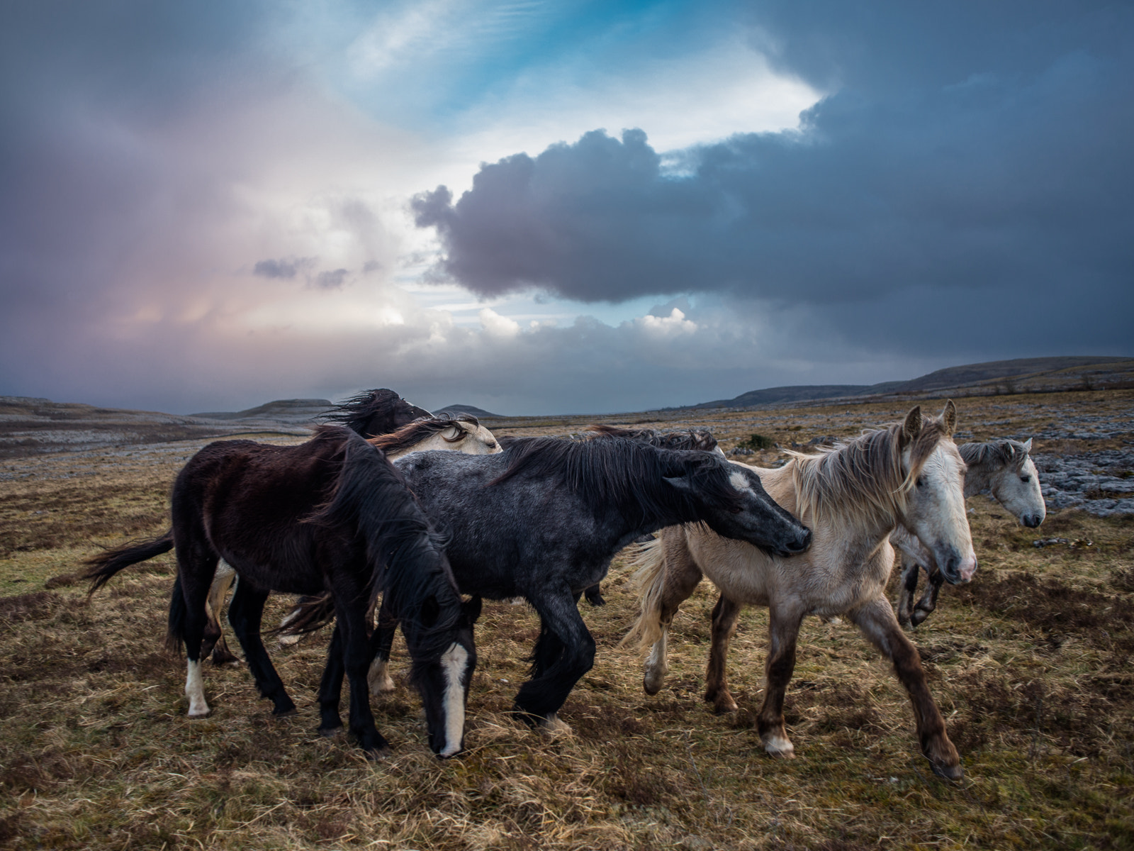 Nikon D600 + AF Nikkor 28mm f/2.8 sample photo. Burren horse's photography