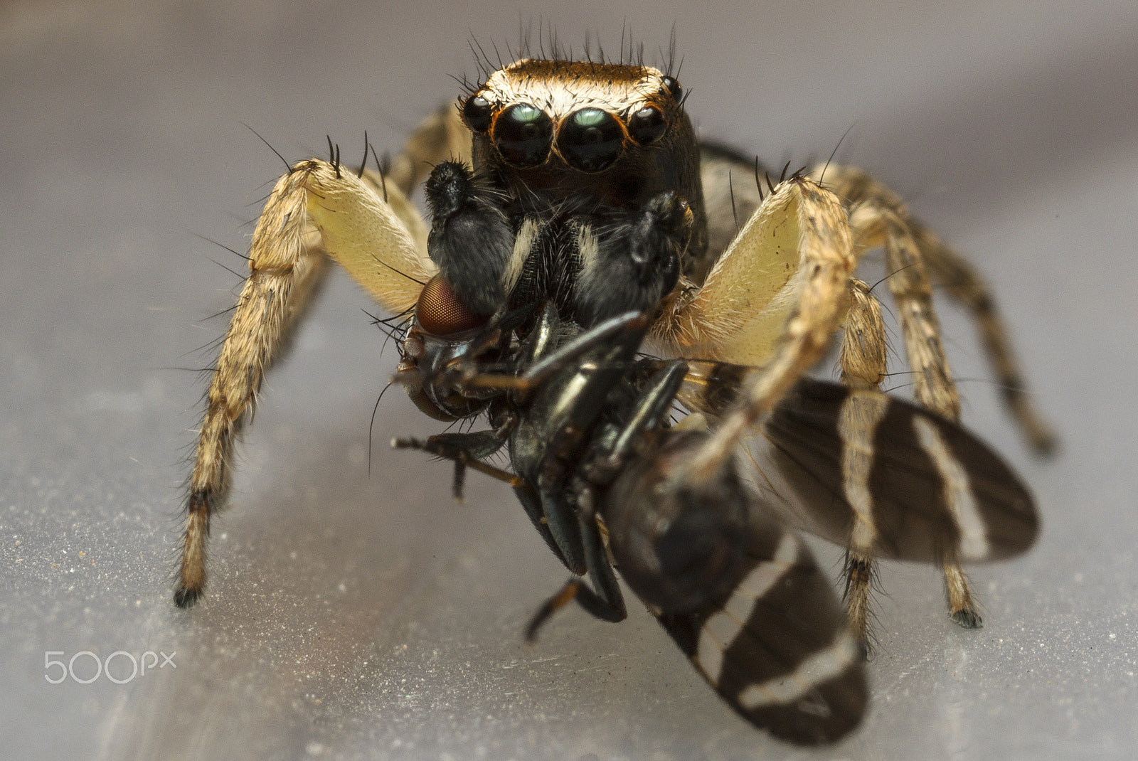 Canon MP-E 65mm F2.5 1-5x Macro Photo sample photo. Saltarina photography
