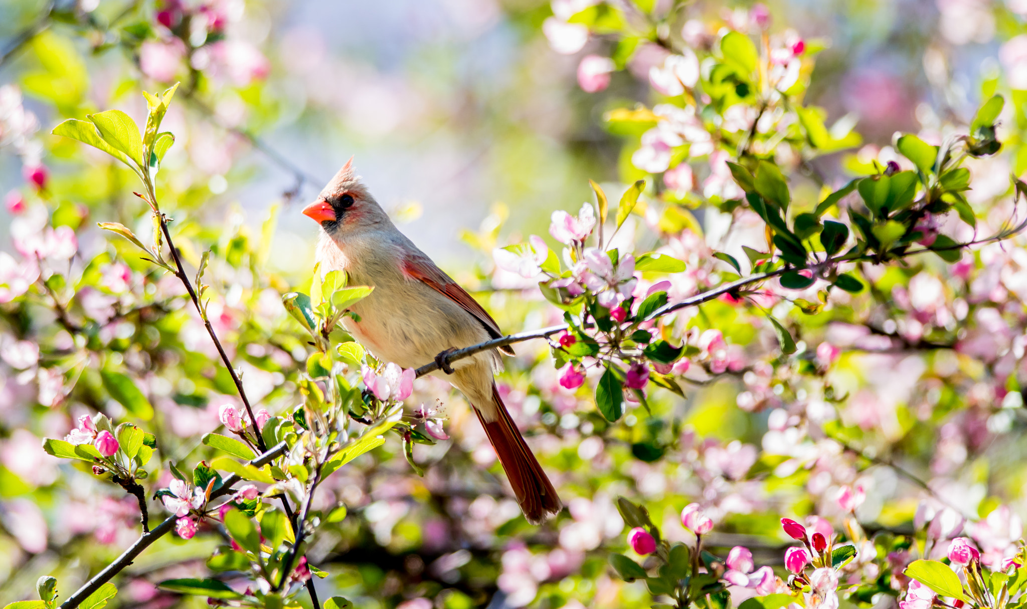Nikon D5500 + Nikon AF-S Nikkor 300mm F4D ED-IF sample photo. Female cardinal photography
