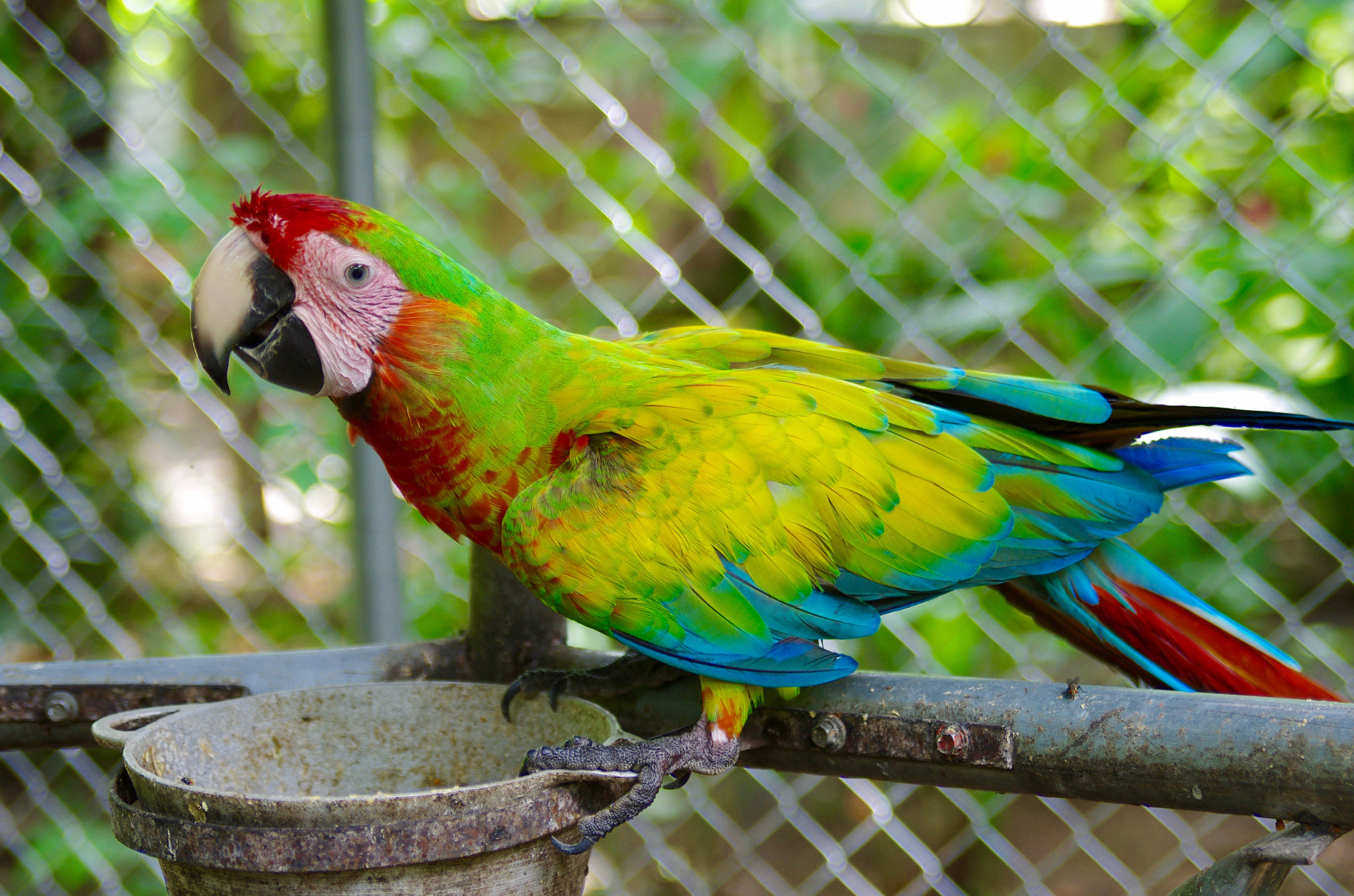 Pentax K-5 II sample photo. Scarlet macaw photography
