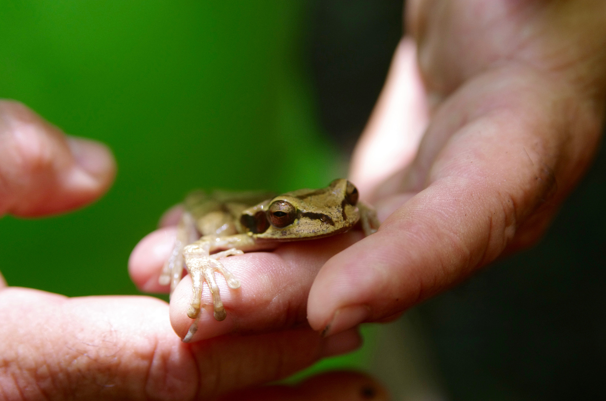 Pentax K-5 II + Tamron AF 28-75mm F2.8 XR Di LD Aspherical (IF) sample photo. Splendid leaf frog photography