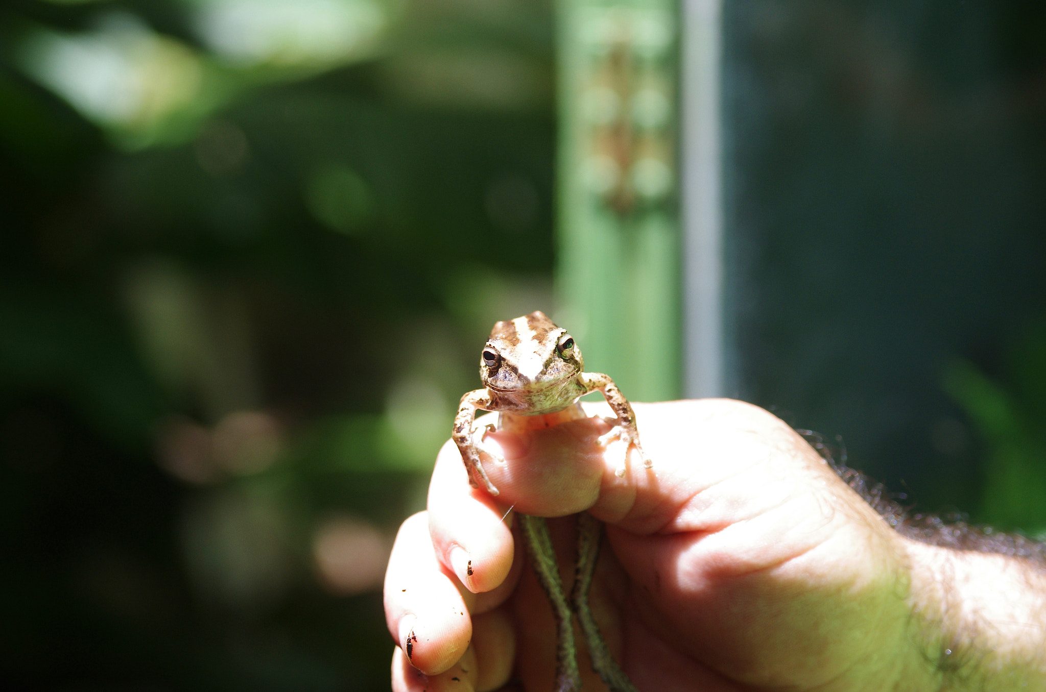 Pentax K-5 II + Tamron AF 28-75mm F2.8 XR Di LD Aspherical (IF) sample photo. Masked frog photography