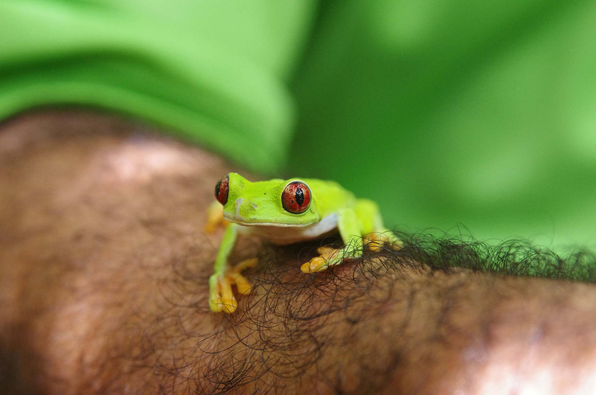 Pentax K-5 II sample photo. Red eyed tree frog photography