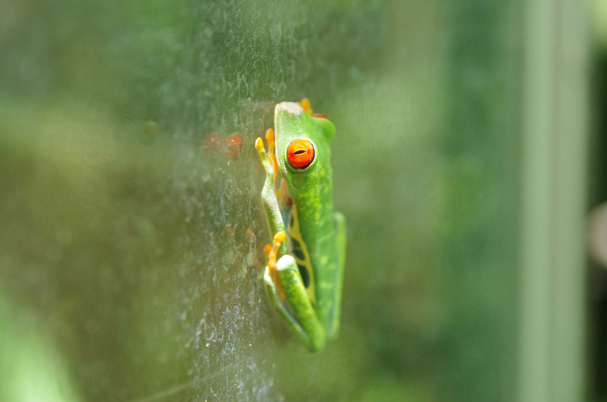 Pentax K-5 II + Tamron AF 28-75mm F2.8 XR Di LD Aspherical (IF) sample photo. Red eyed tree frog photography