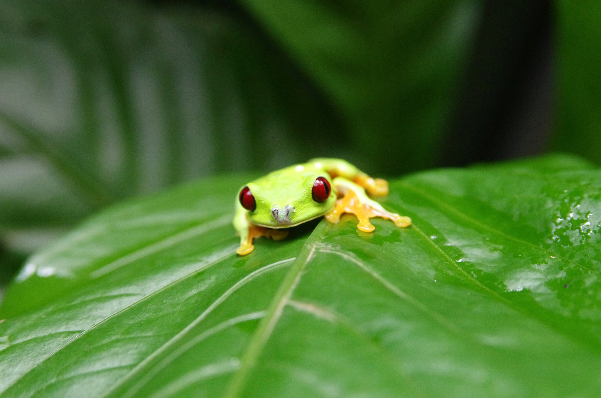 Tamron AF 28-75mm F2.8 XR Di LD Aspherical (IF) sample photo. Red eyed tree frog photography