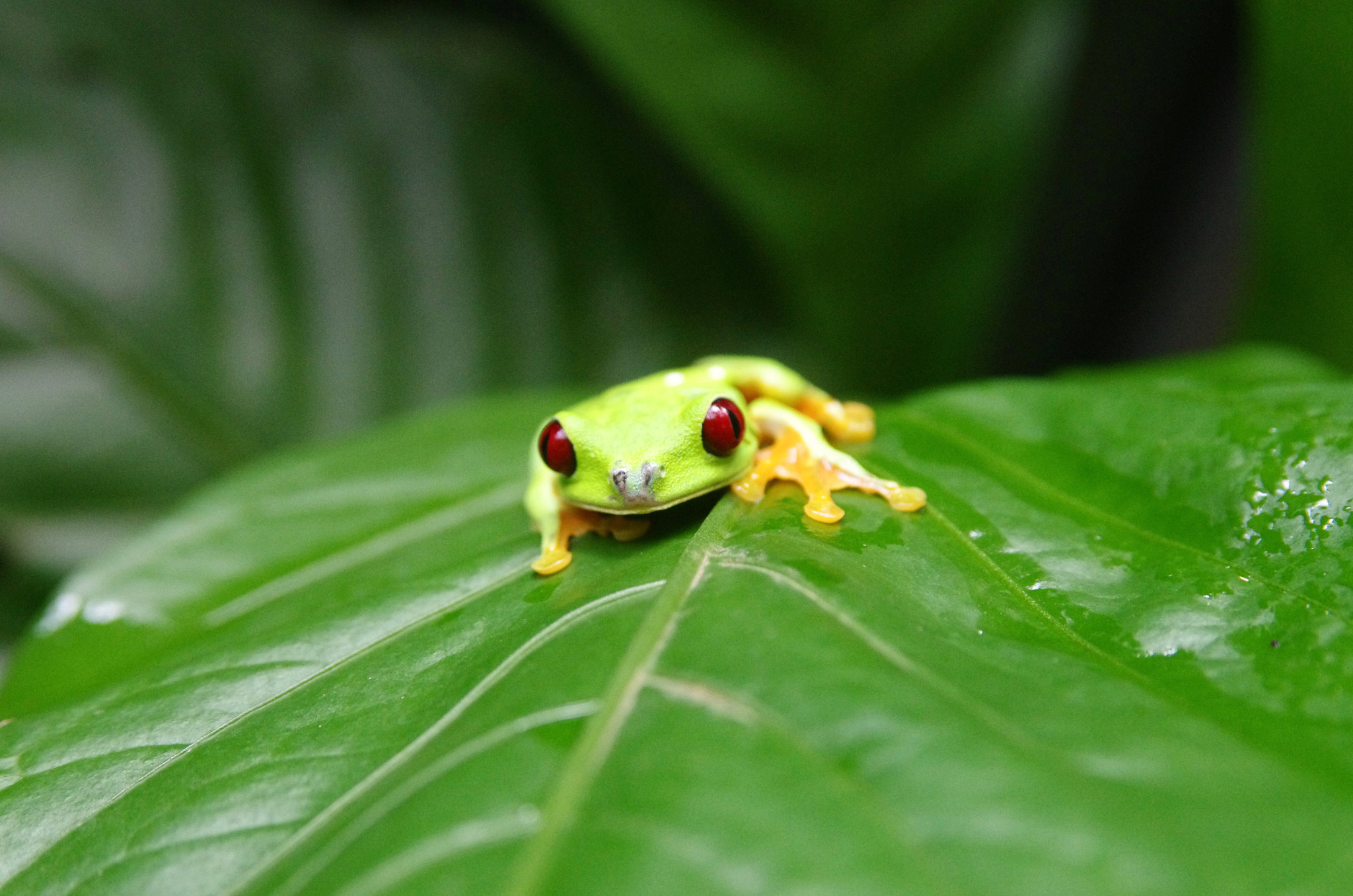 Pentax K-5 II sample photo. Red eyed tree frog photography