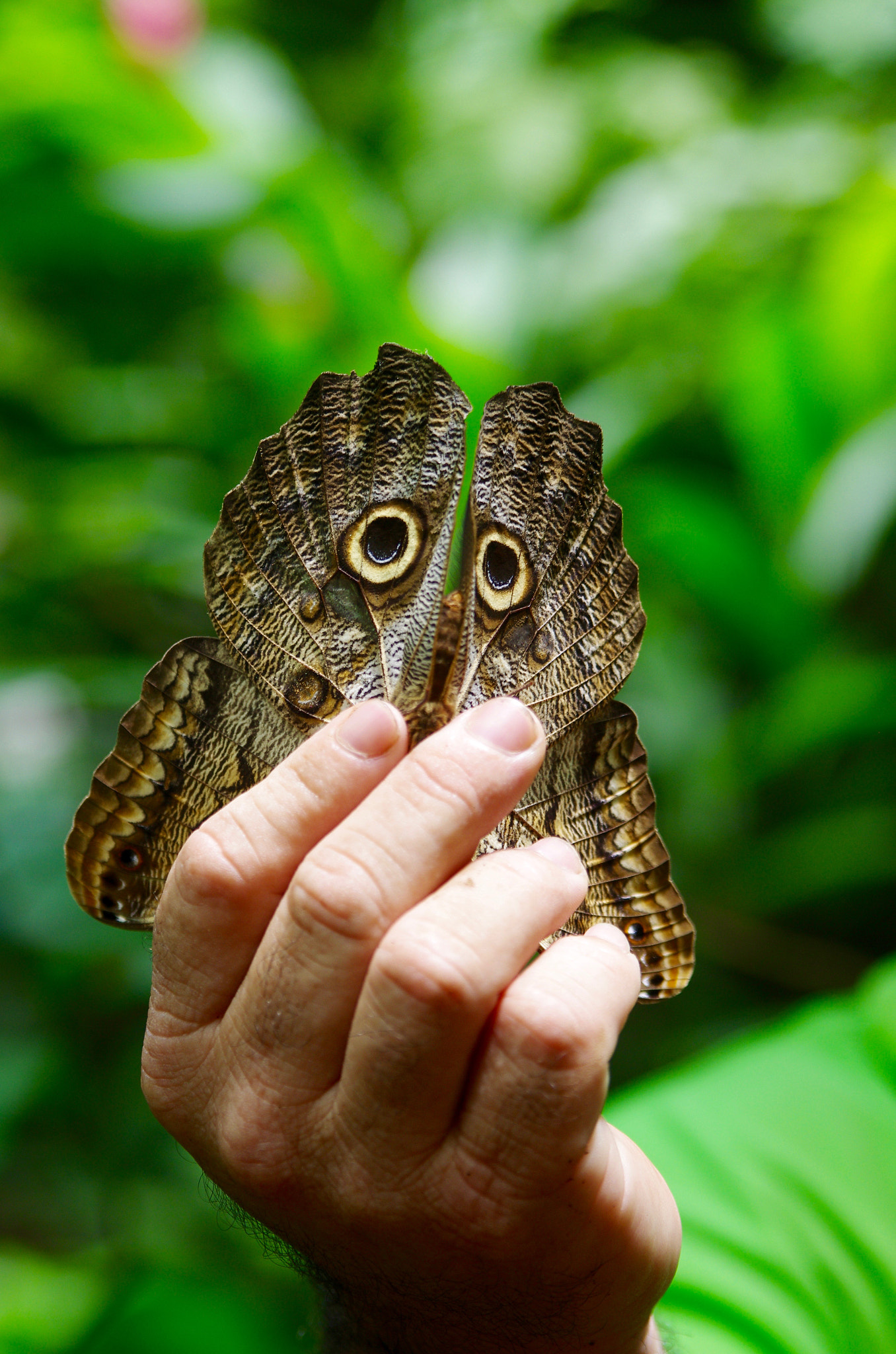 Pentax K-5 II + Tamron AF 28-75mm F2.8 XR Di LD Aspherical (IF) sample photo. Owl butterfly photography