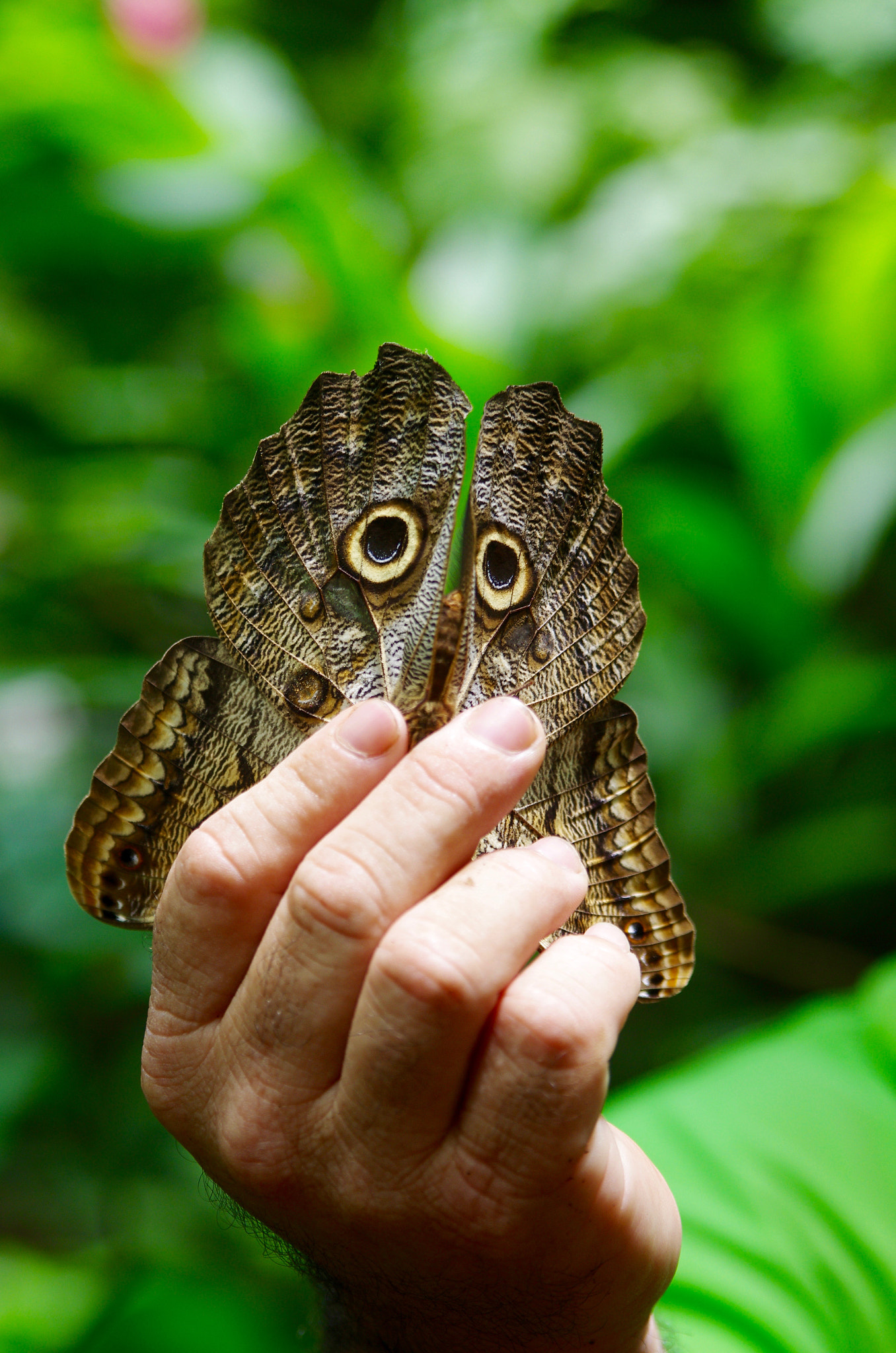 Tamron AF 28-75mm F2.8 XR Di LD Aspherical (IF) sample photo. Owl butterfly photography
