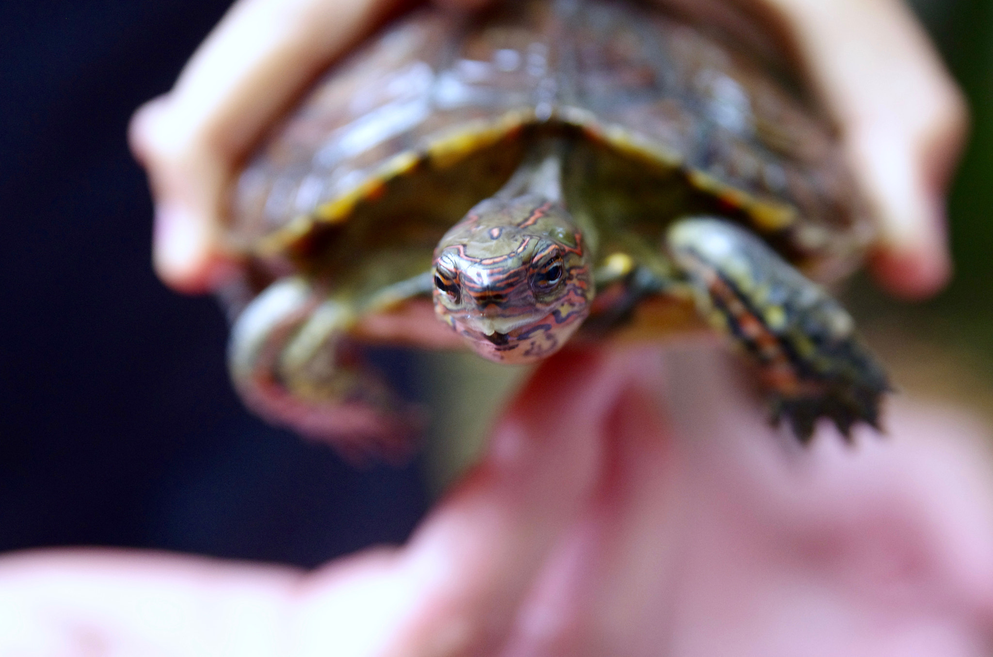 Pentax K-5 II sample photo. Black river turtle photography