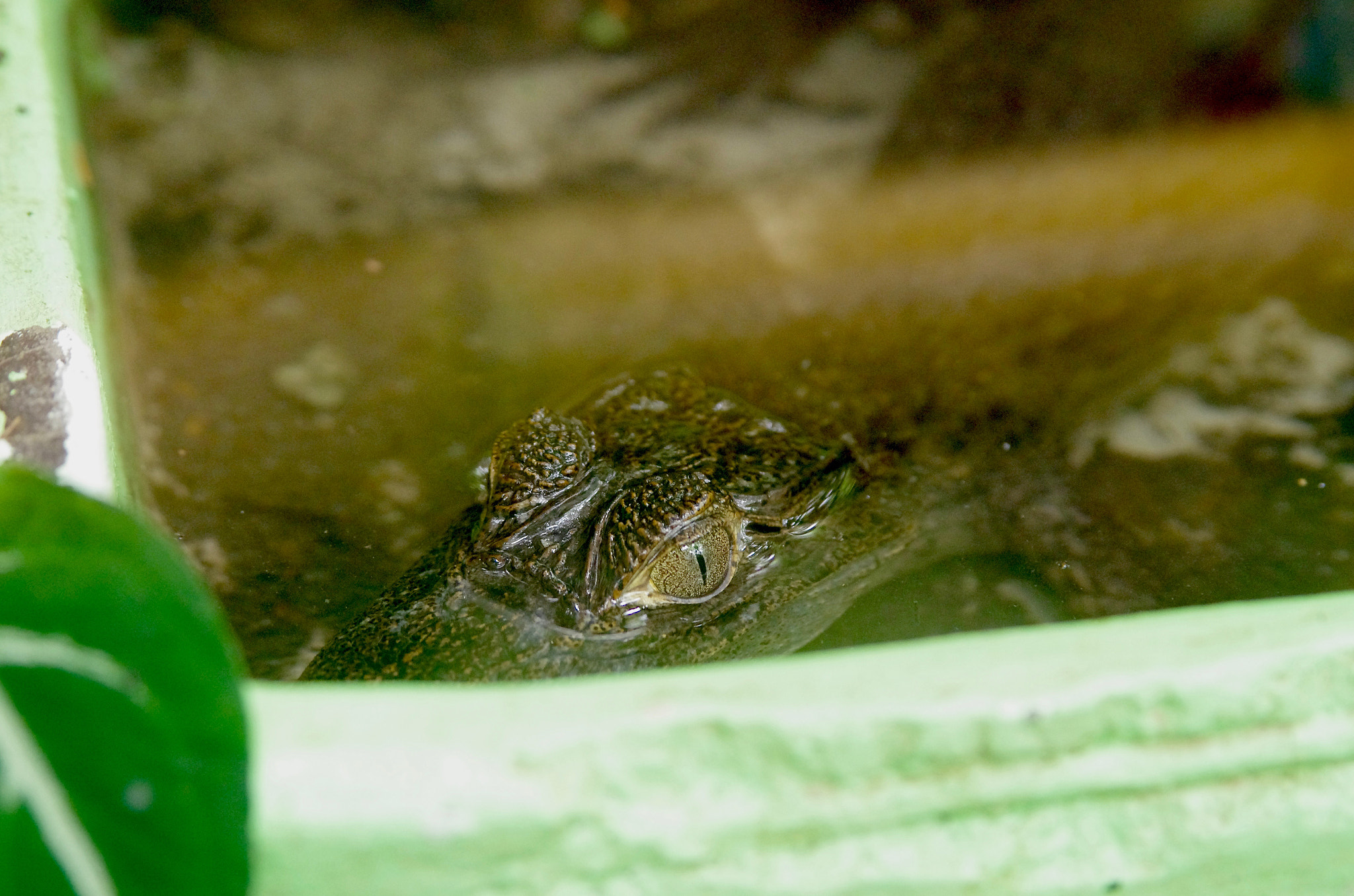 Tamron AF 28-75mm F2.8 XR Di LD Aspherical (IF) sample photo. American crocodile photography
