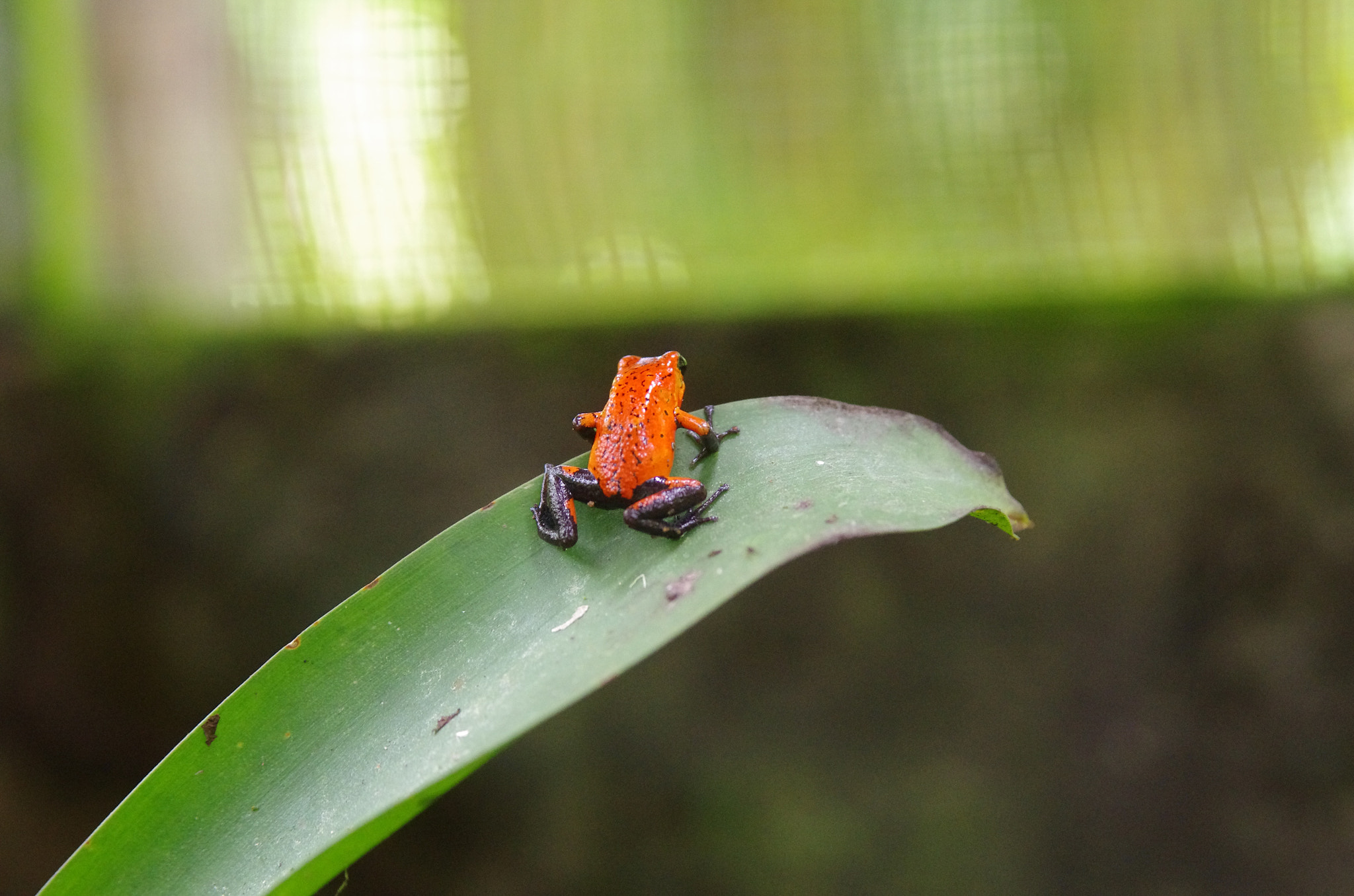 Tamron AF 28-75mm F2.8 XR Di LD Aspherical (IF) sample photo. Strawberry poison-dart frog photography