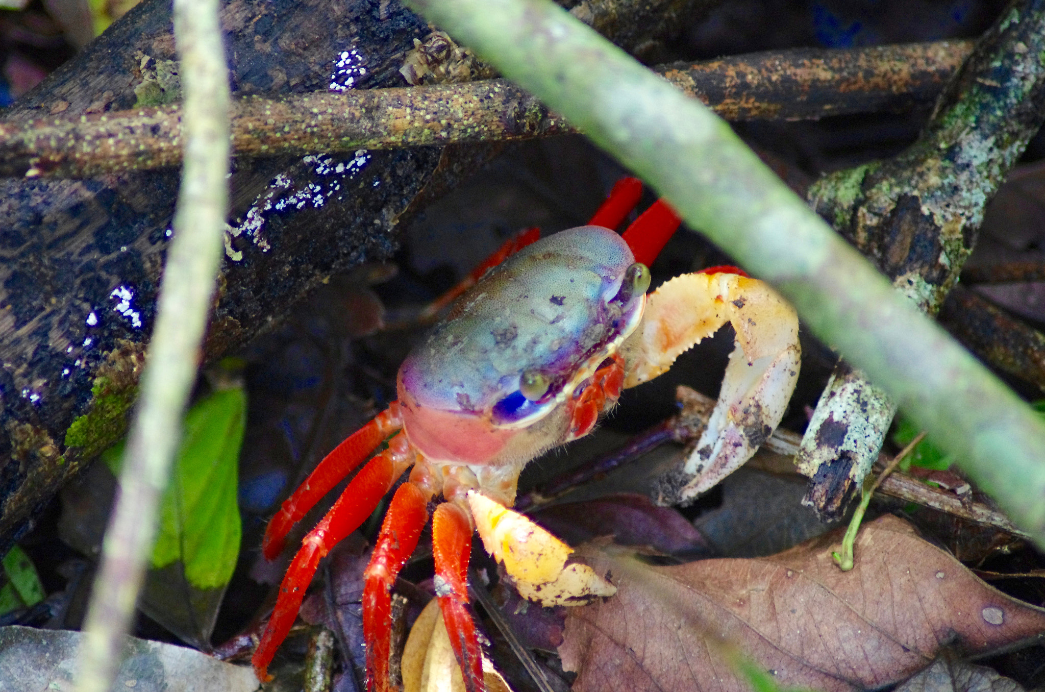 Pentax K-5 II + Tamron AF 70-300mm F4-5.6 Di LD Macro sample photo. Halloween crab (gecarcinus quadratus) photography