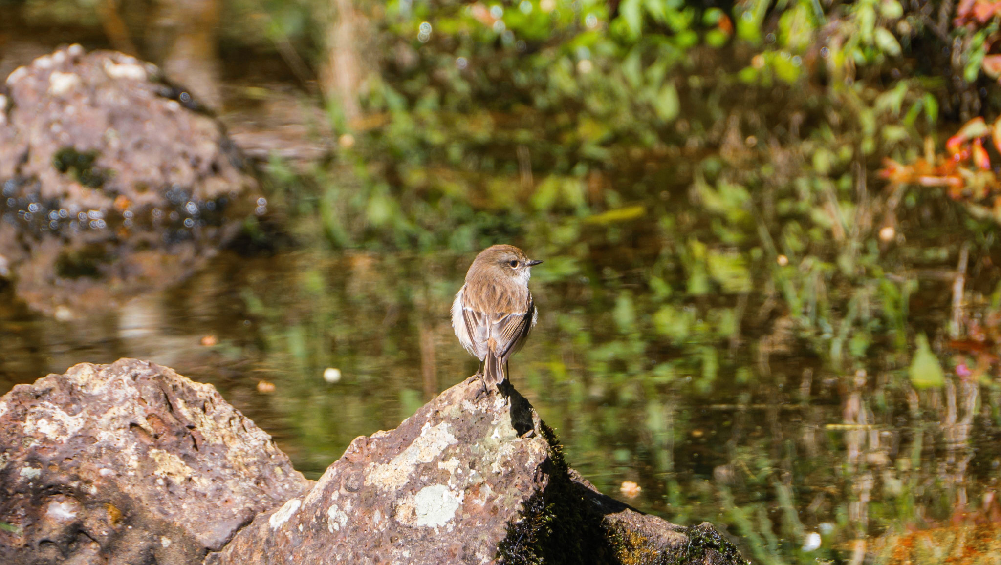 Panasonic Lumix DMC-GH3 sample photo. The little bird photography